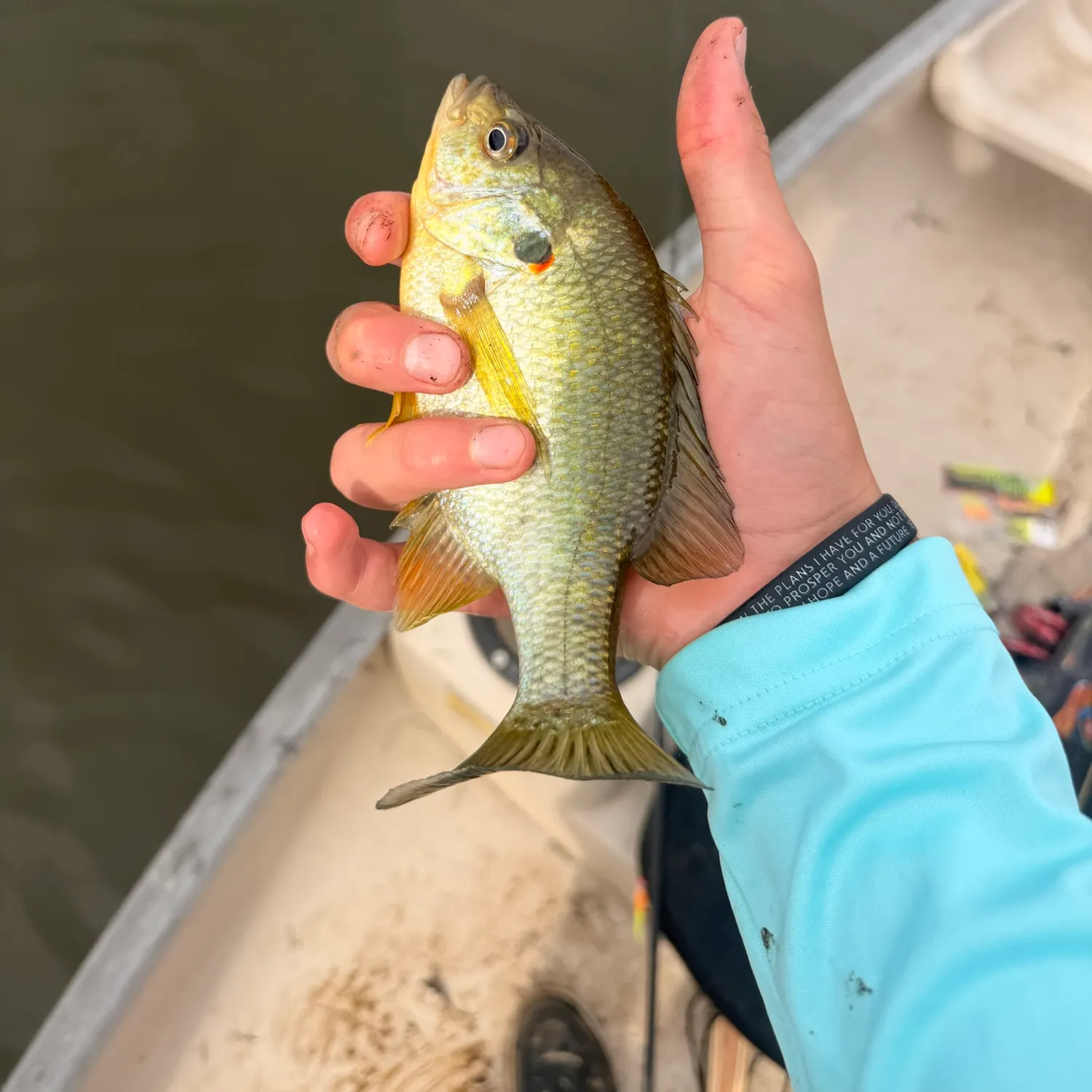 Redear sunfish caught on Fishbrain