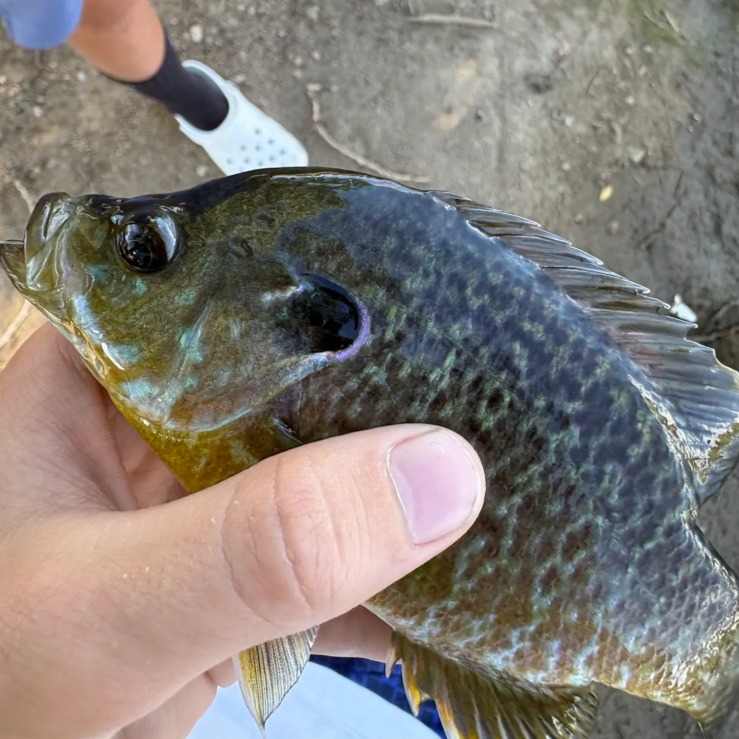 The most recent Redear x bluegill catches on Fishbrain