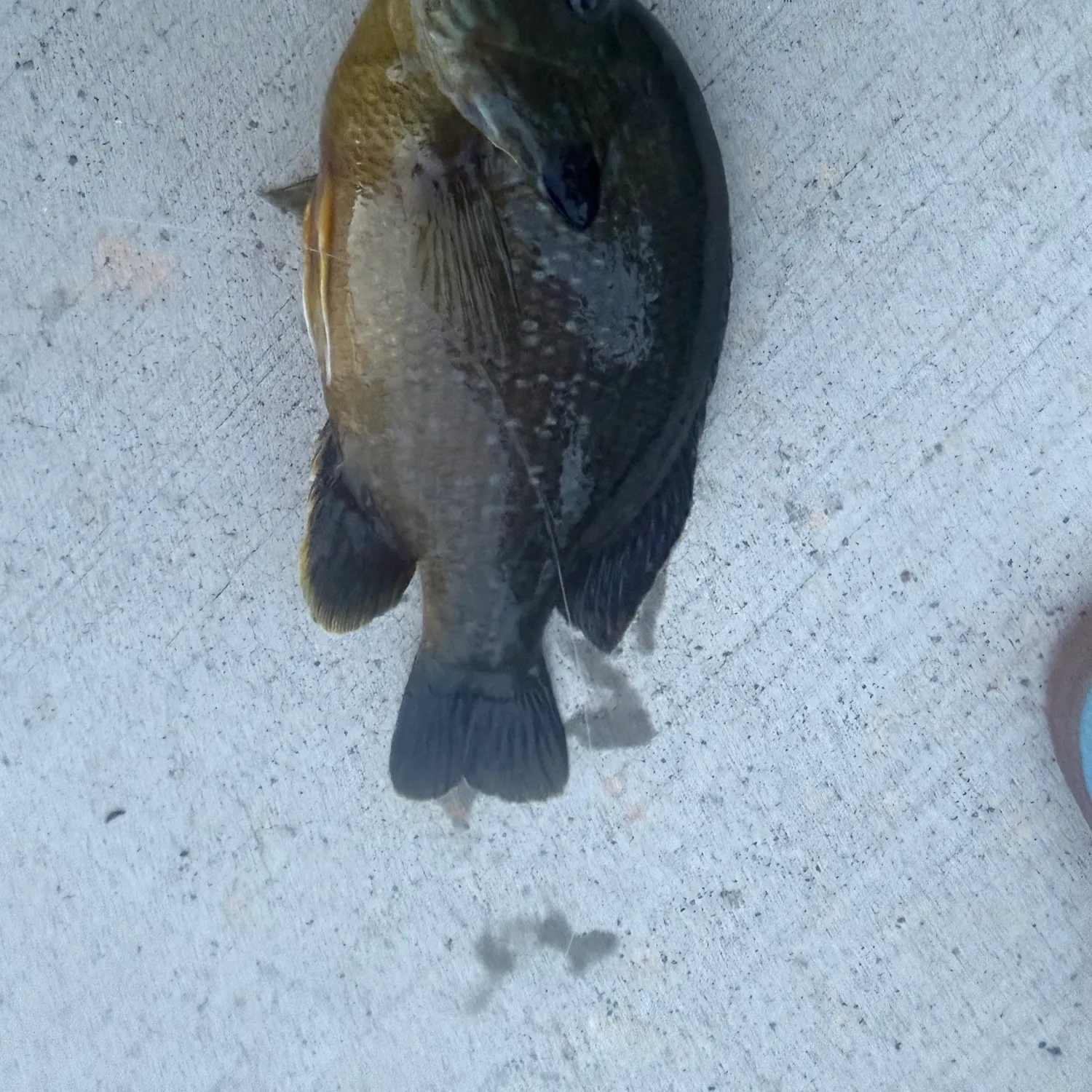 Bluegill caught on Fishbrain