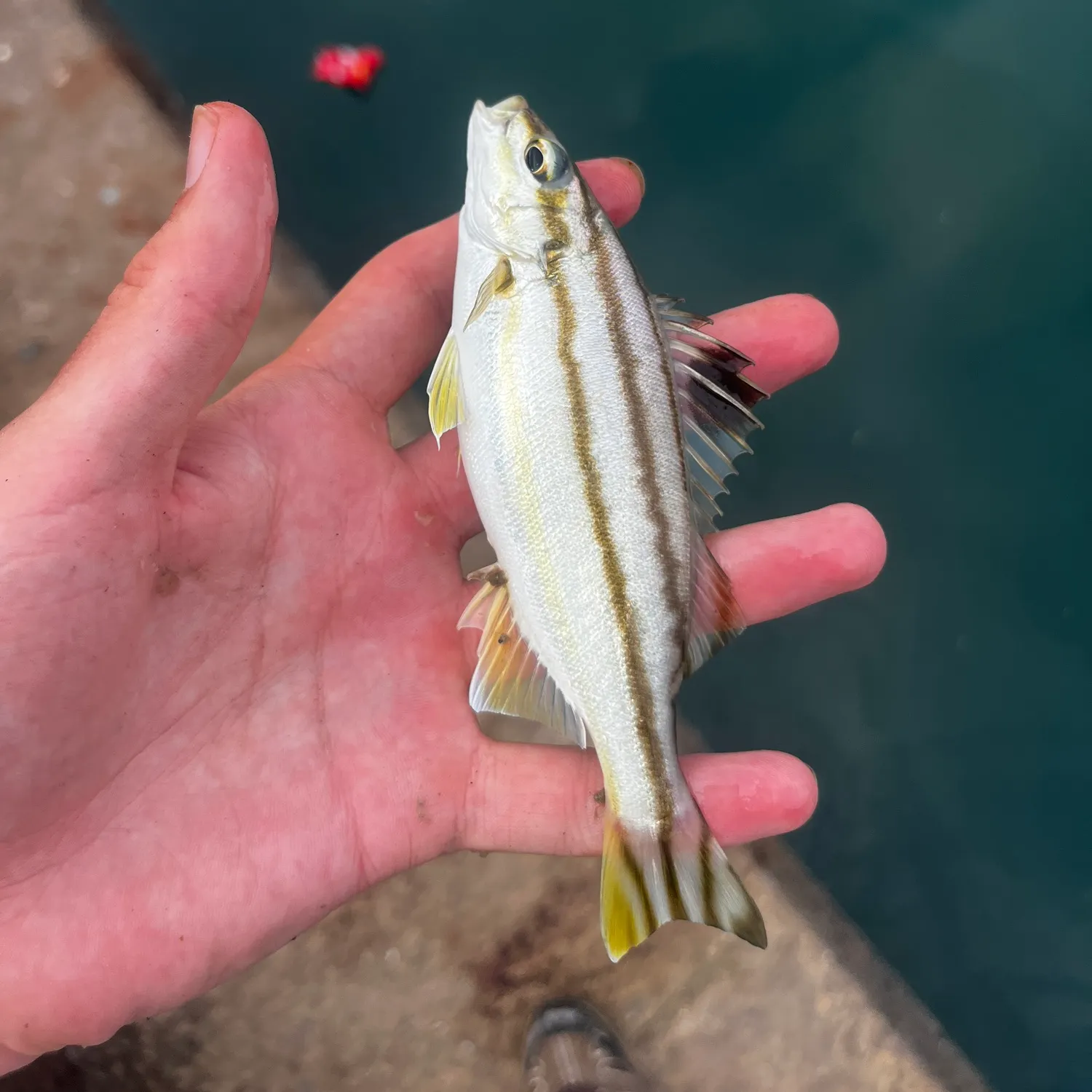 The most recent Eastern striped grunter catches on Fishbrain
