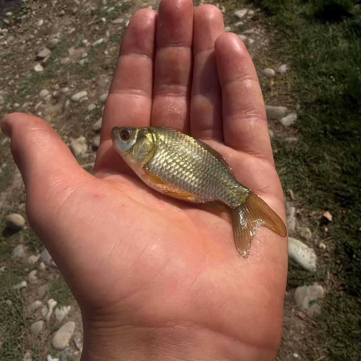 Goldfish caught on Fishbrain