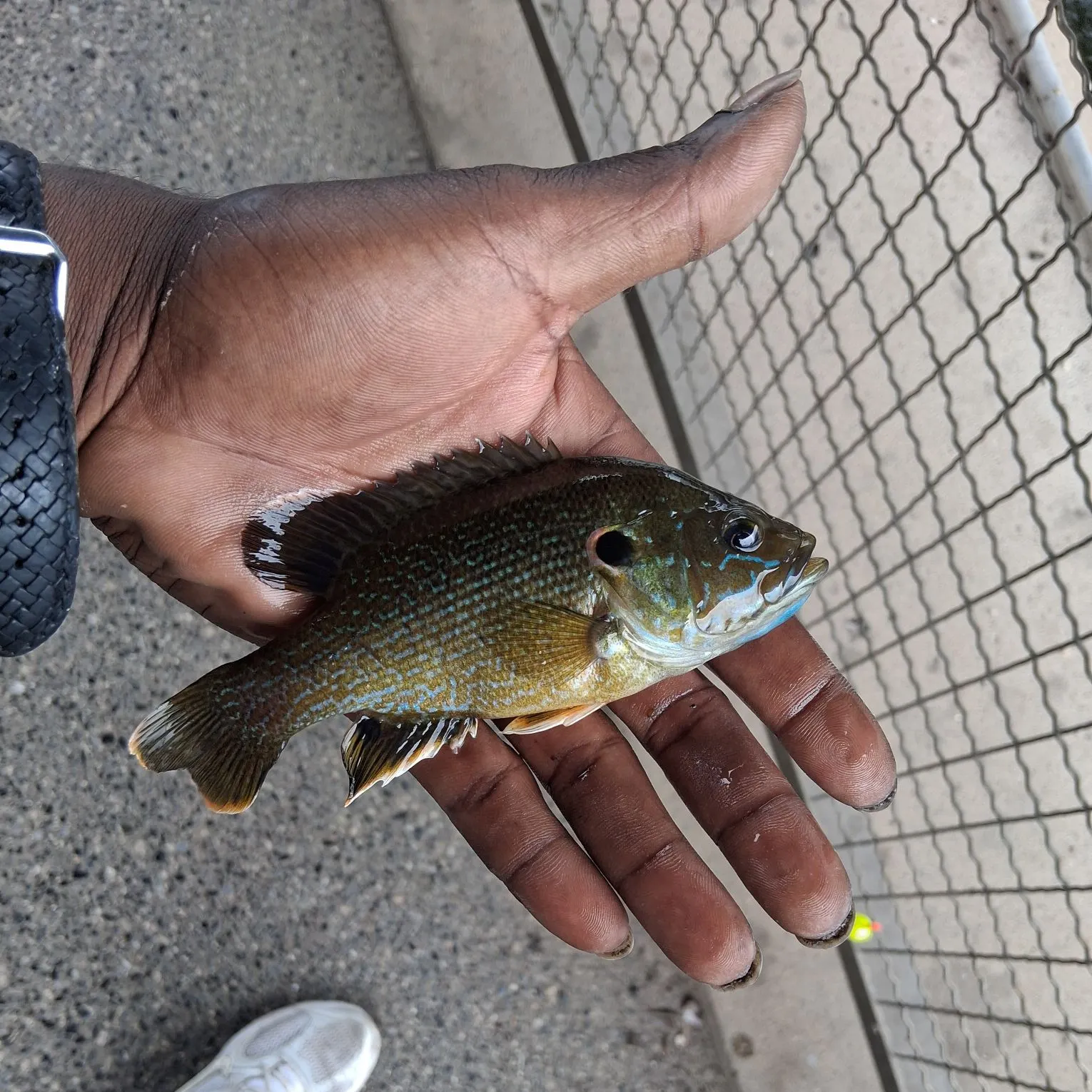 catch