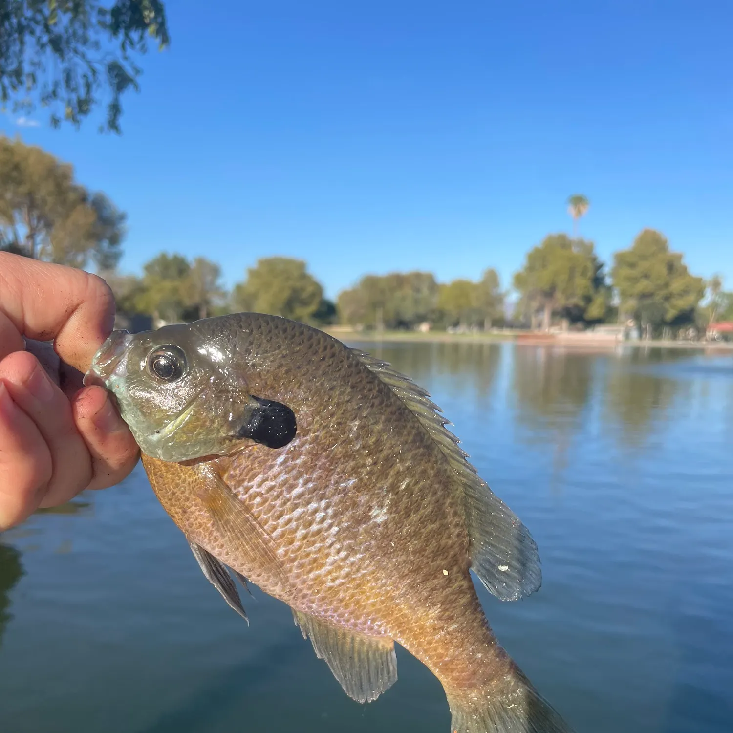 Bluegill caught on Fishbrain
