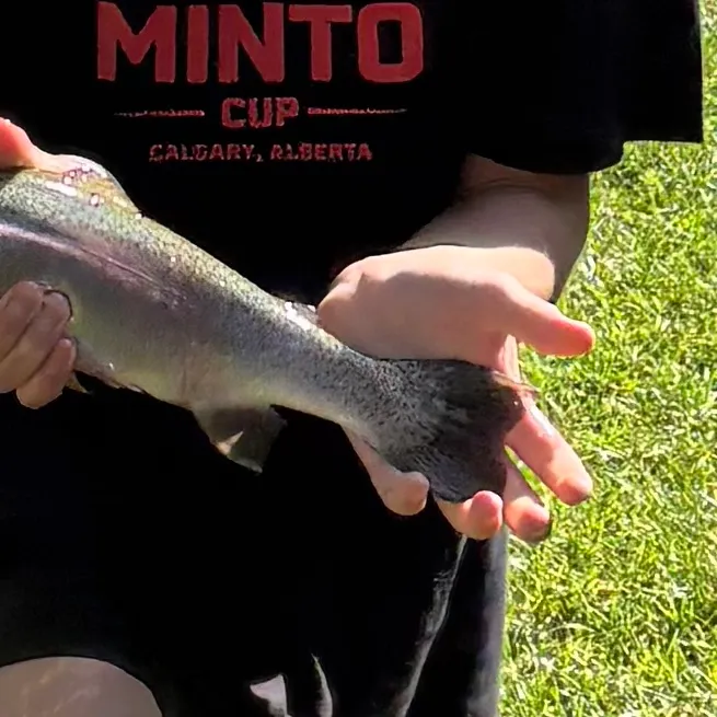 Rainbow trout caught on Fishbrain