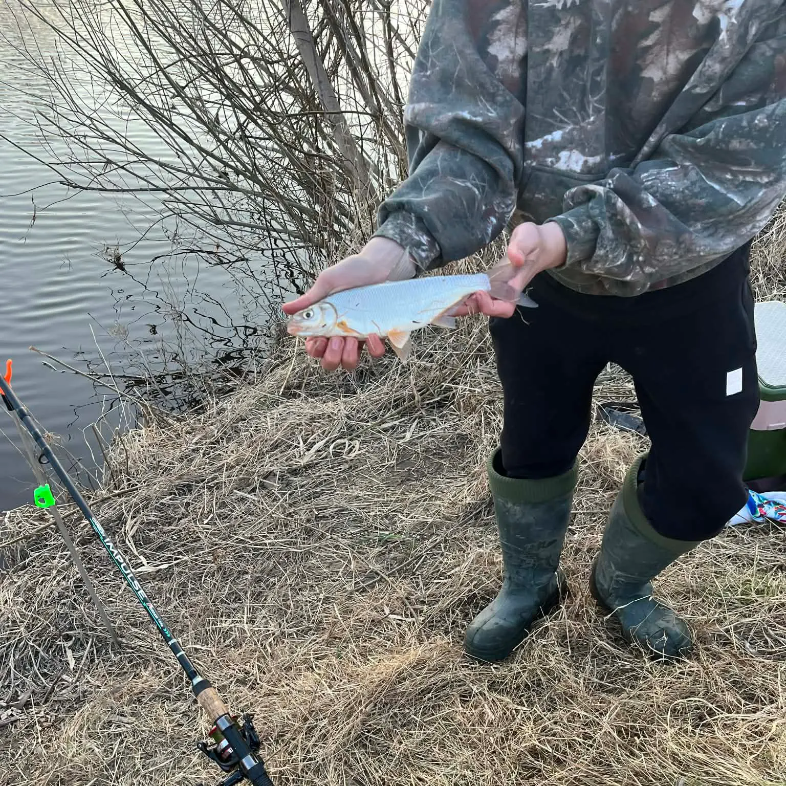 The most recent Vimba bream catches on Fishbrain