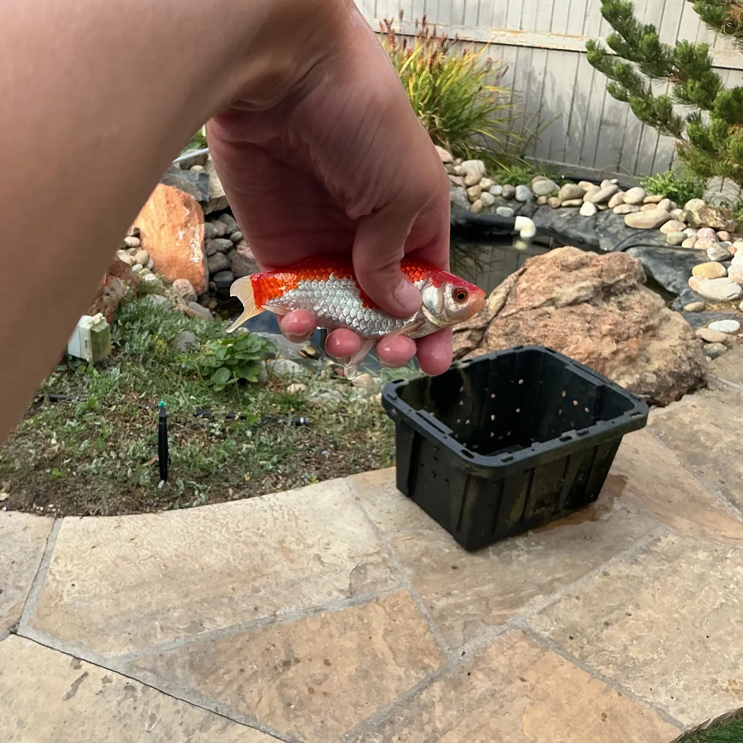 Goldfish caught on Fishbrain