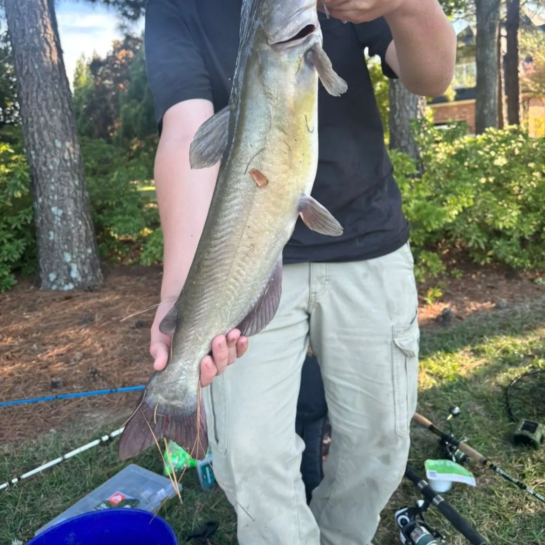 Channel catfish caught on Fishbrain