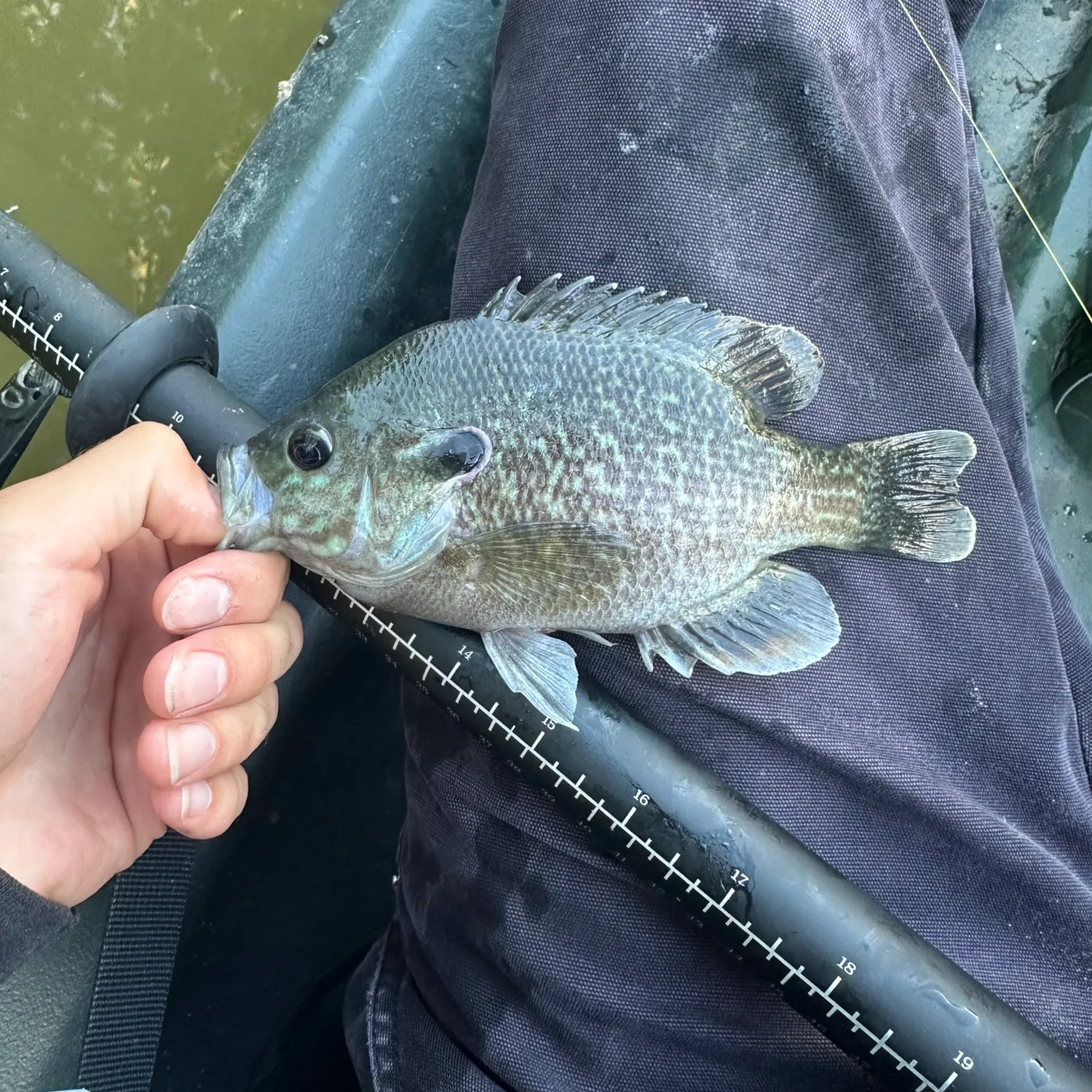 Greengill hybrid caught on Fishbrain