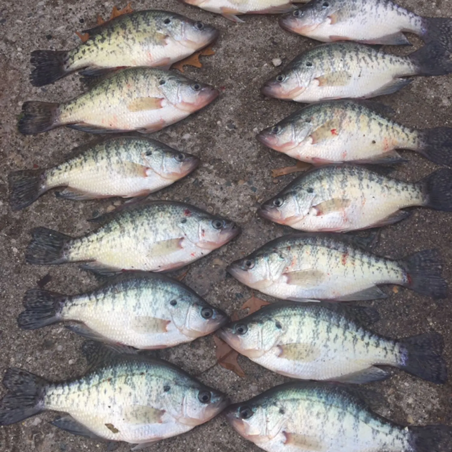 recently logged catches