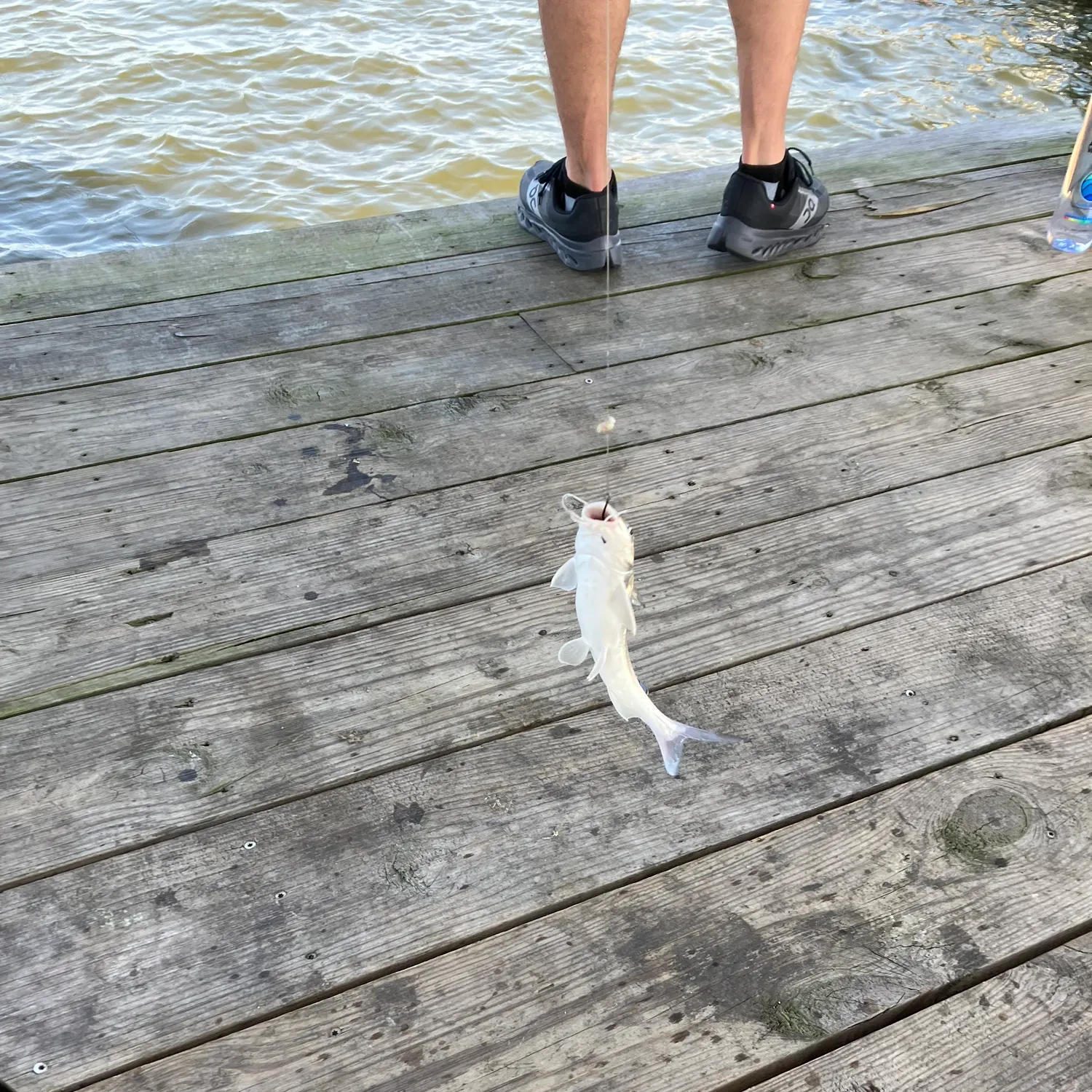 The most recent Hardhead sea catfish catches on Fishbrain