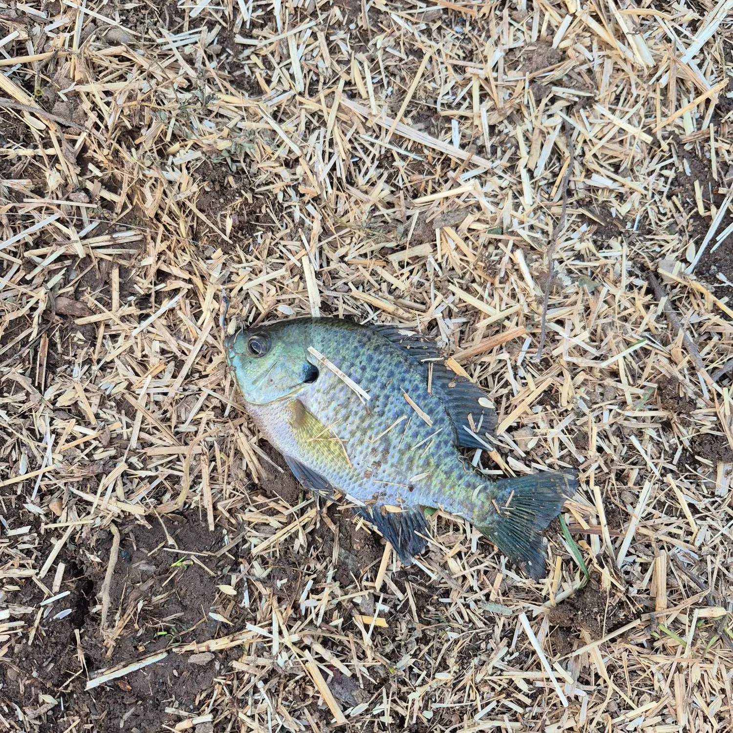 Bluegill caught on Fishbrain