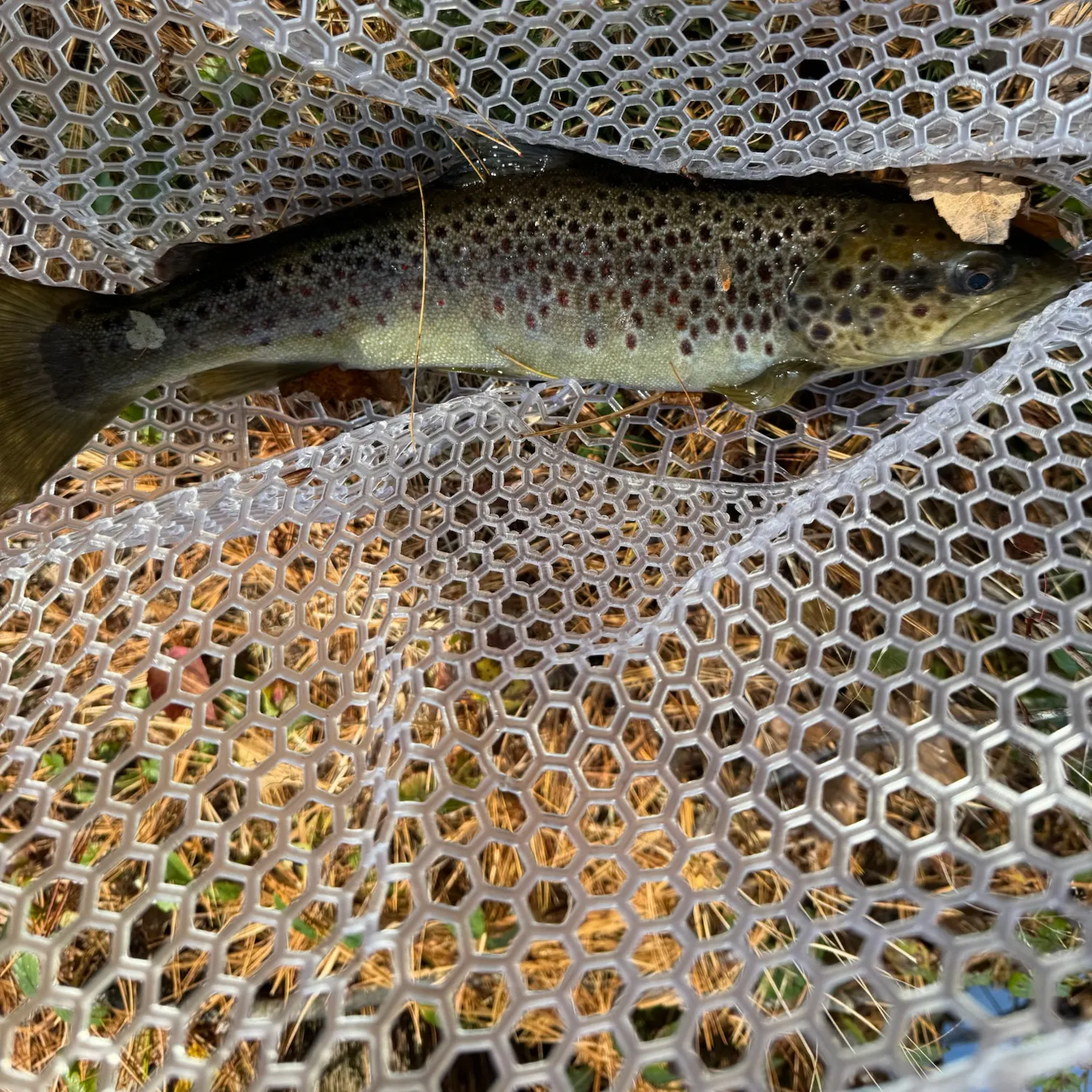 Brown trout caught on Fishbrain
