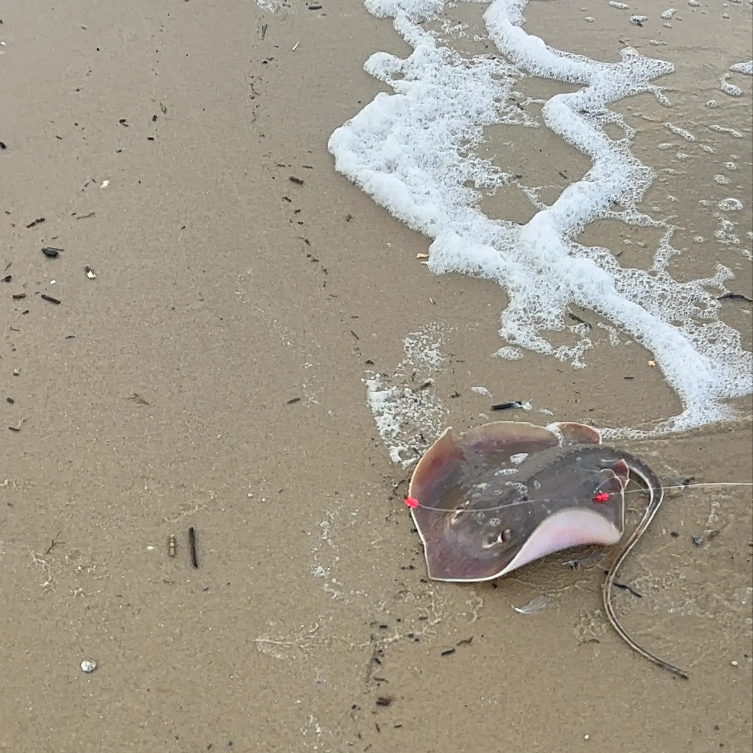Atlantic stingray caught on Fishbrain