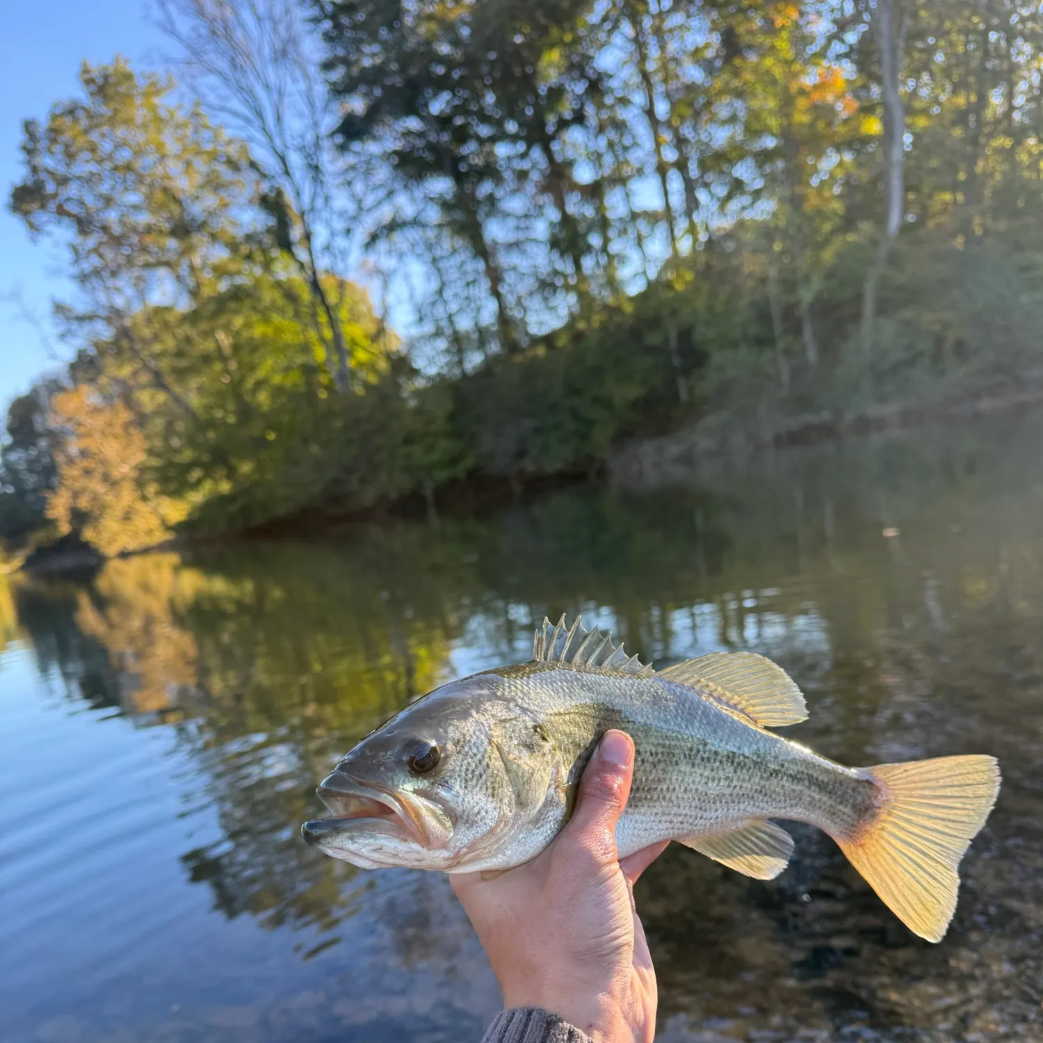 Largemouth bass caught on Fishbrain