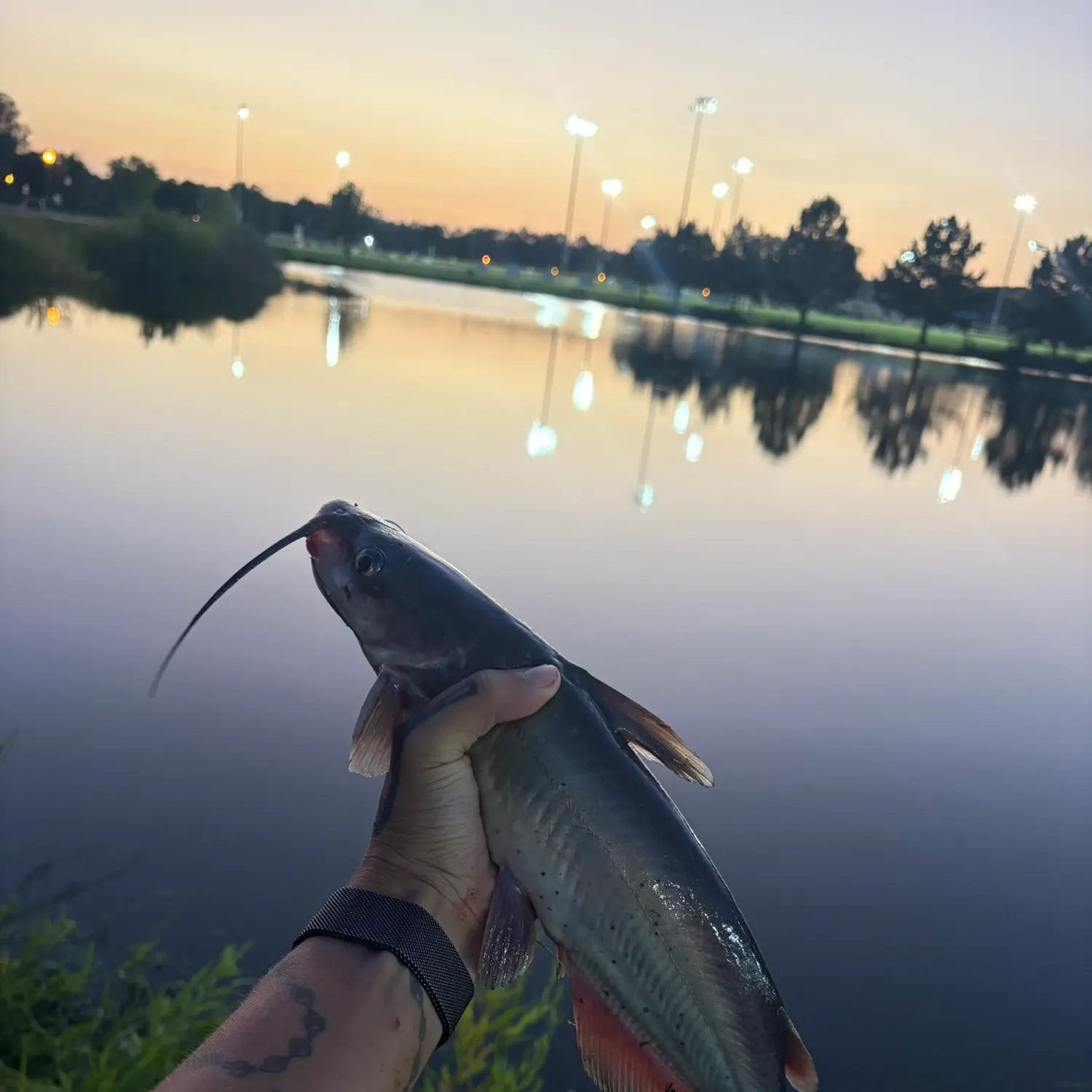 Channel catfish caught on Fishbrain