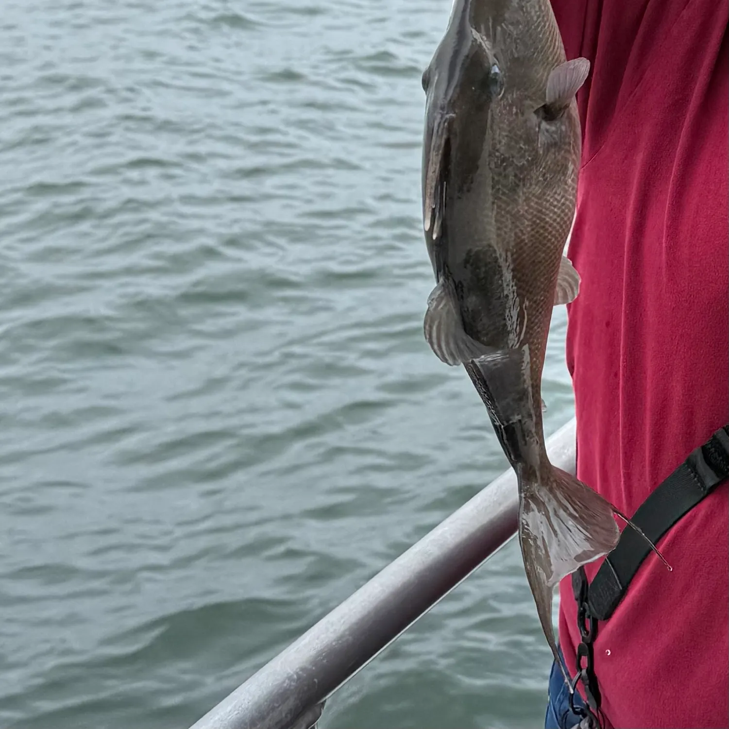 The most recent Grey triggerfish catches on Fishbrain