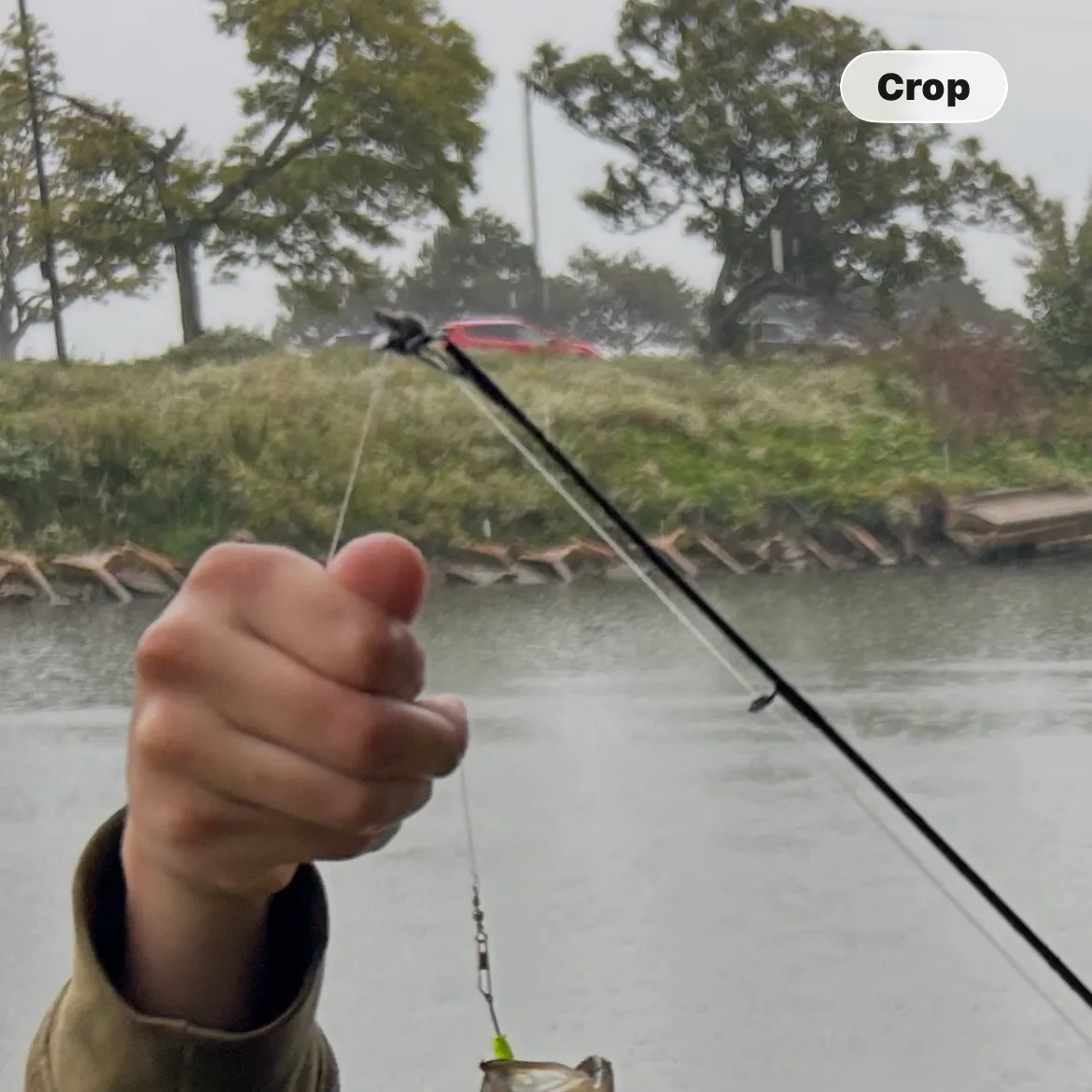 Rock bass caught on Fishbrain