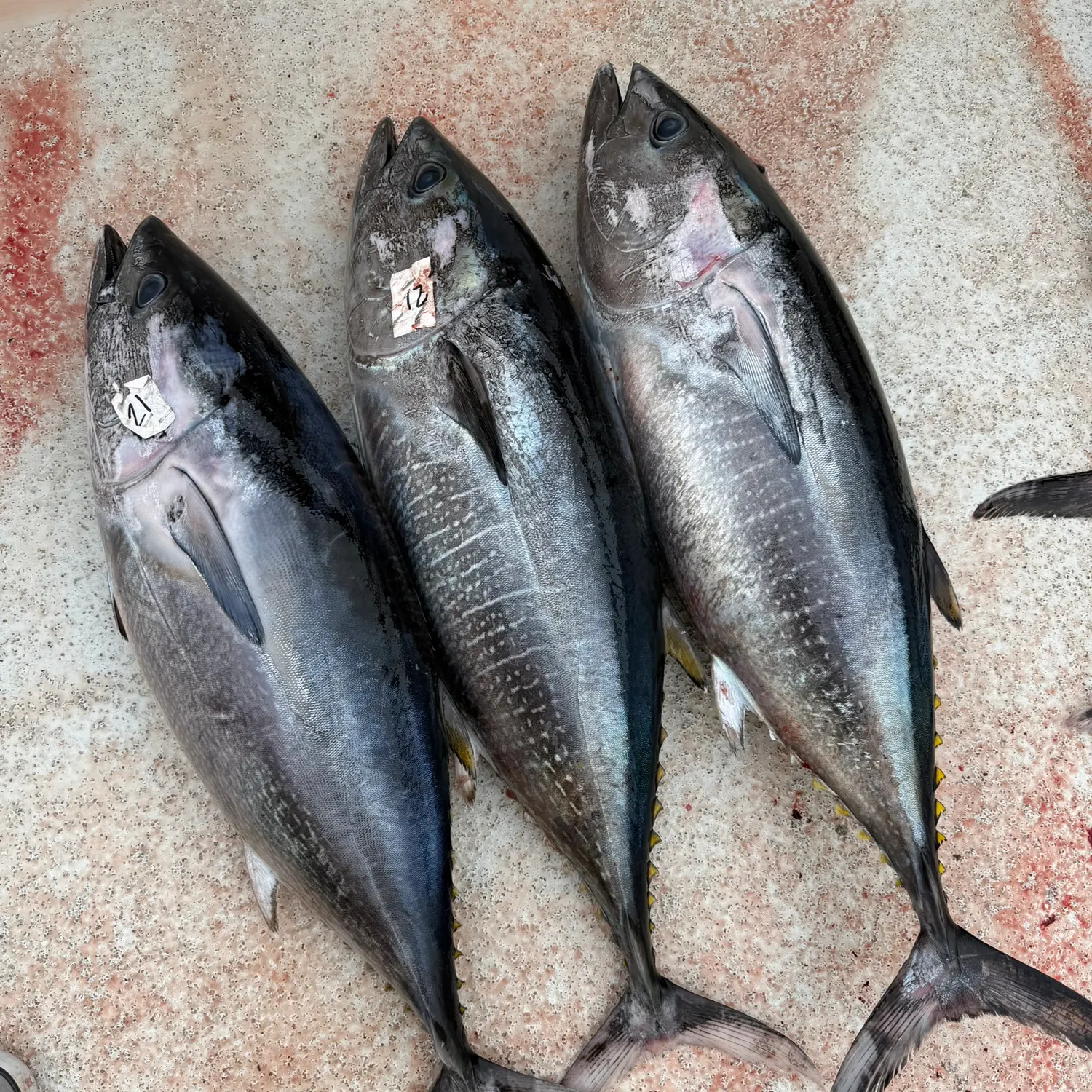 recently logged catches