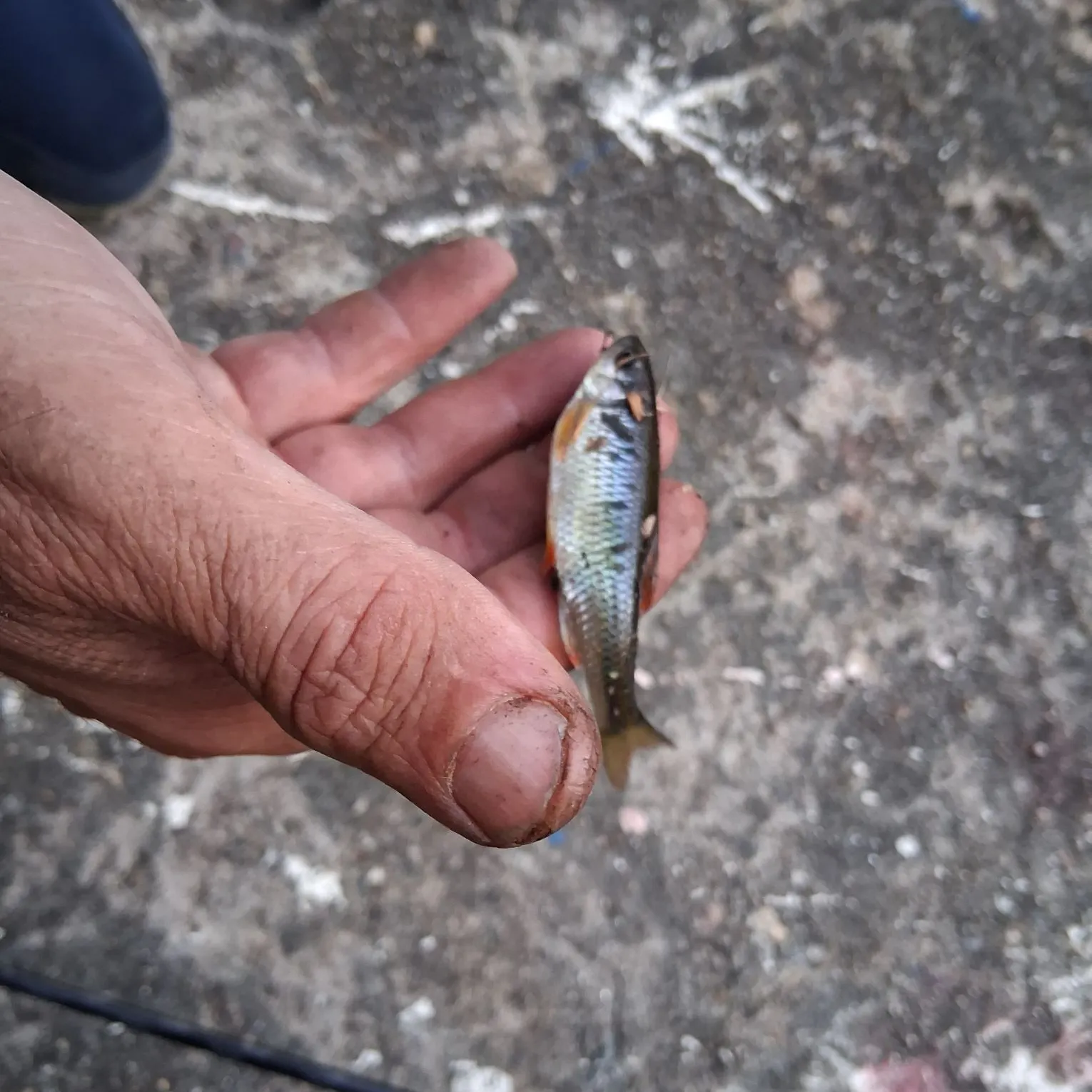 Common shiner caught on Fishbrain