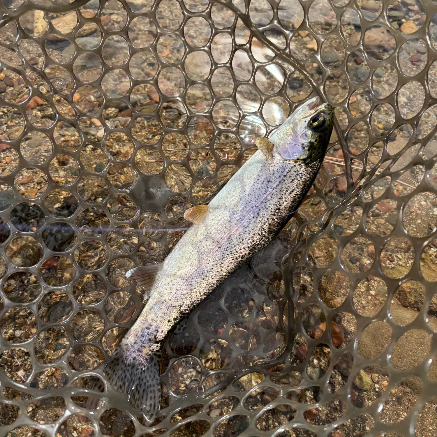 Rainbow trout caught on Fishbrain