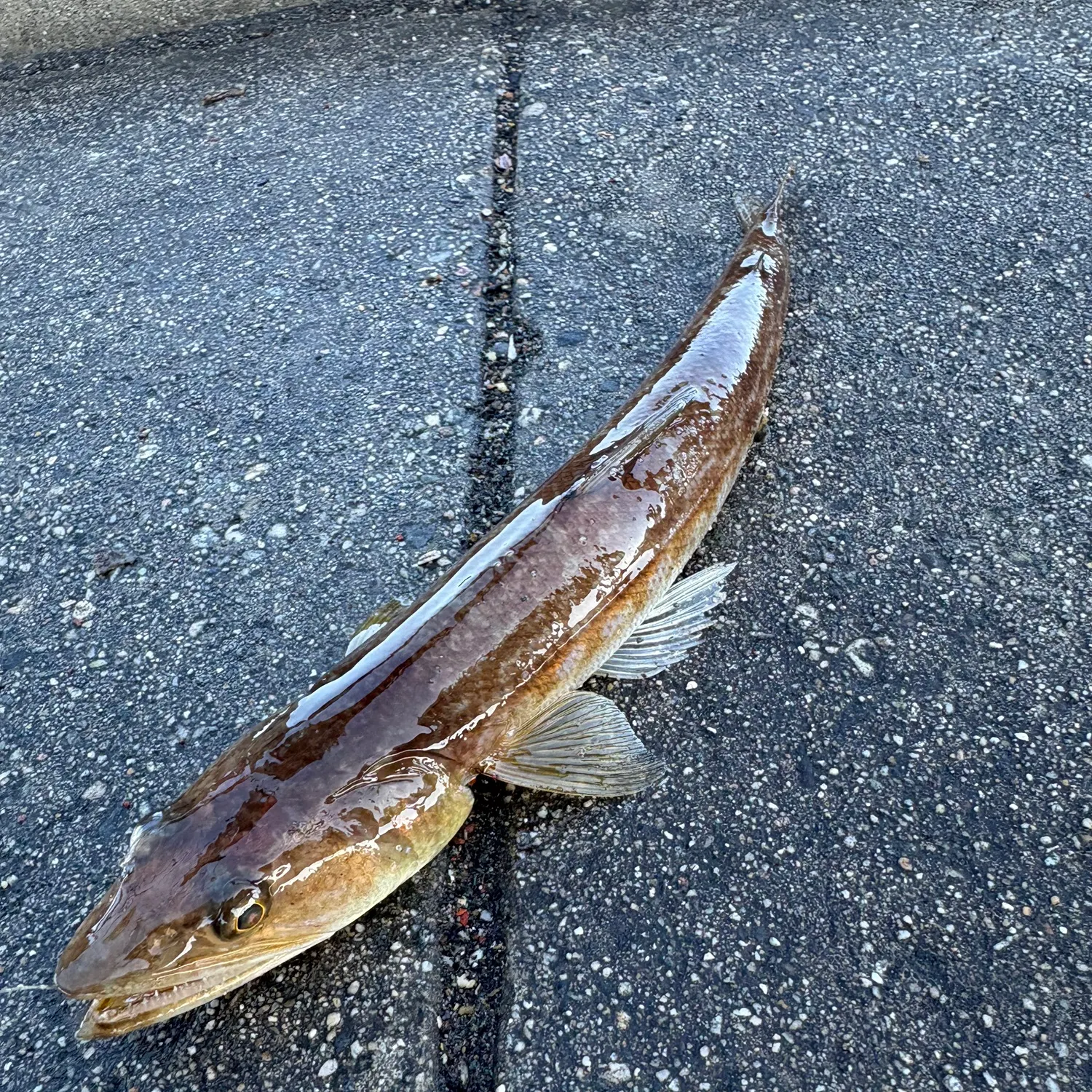The most recent California lizardfish catches on Fishbrain