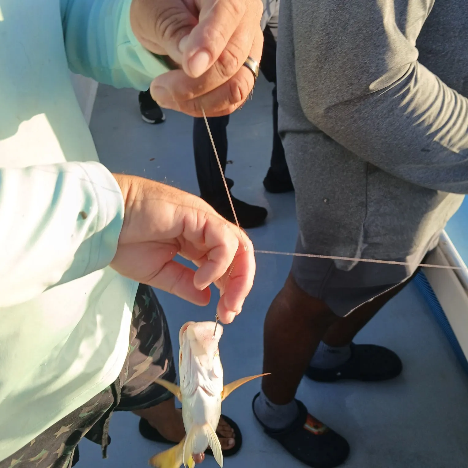 The most recent Areolate grouper catches on Fishbrain