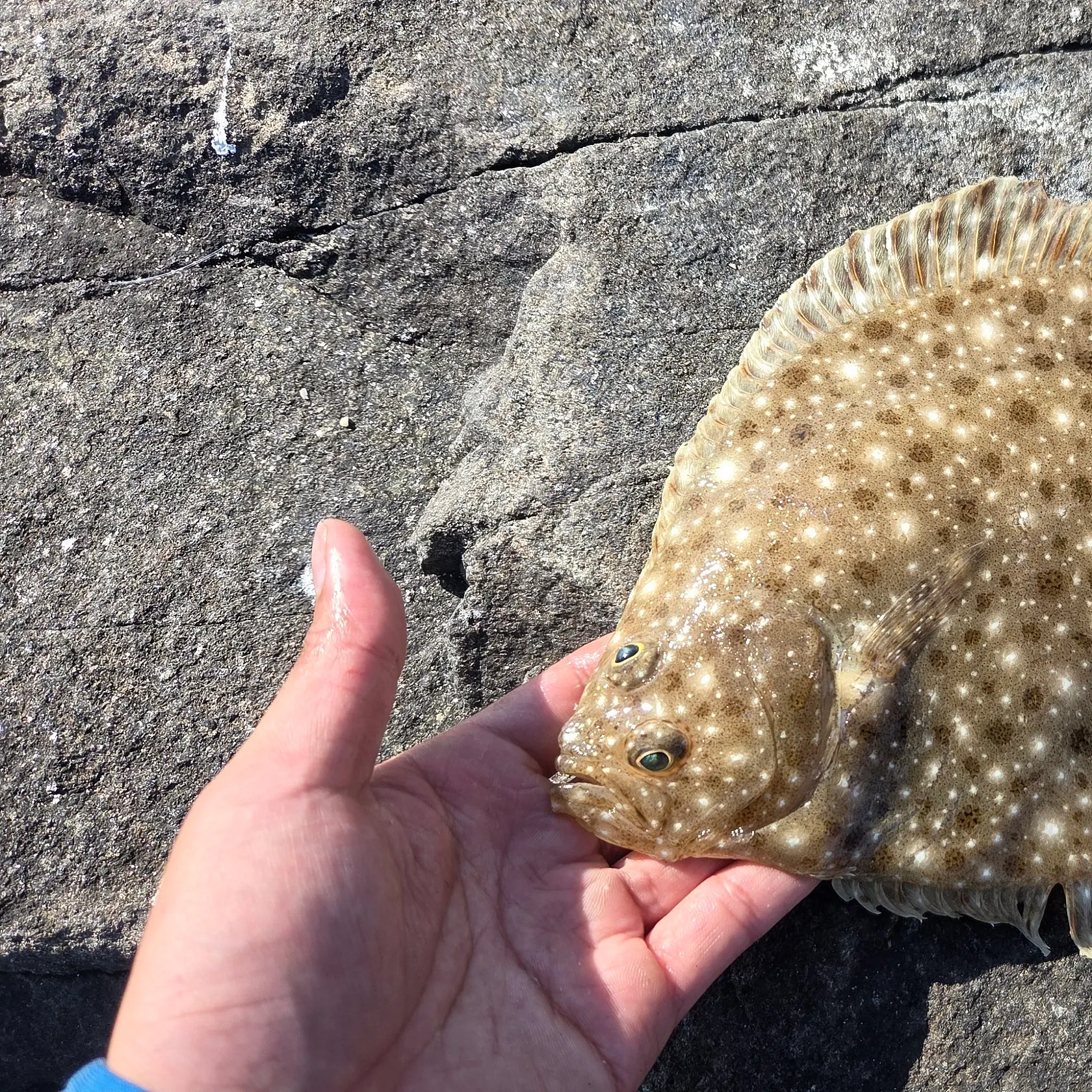 The most recent Windowpane flounder catches on Fishbrain