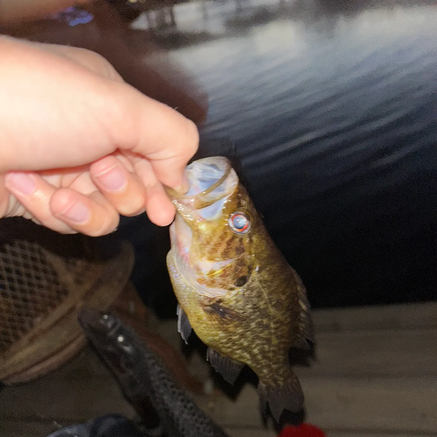 The most recent Warmouth catches on Fishbrain