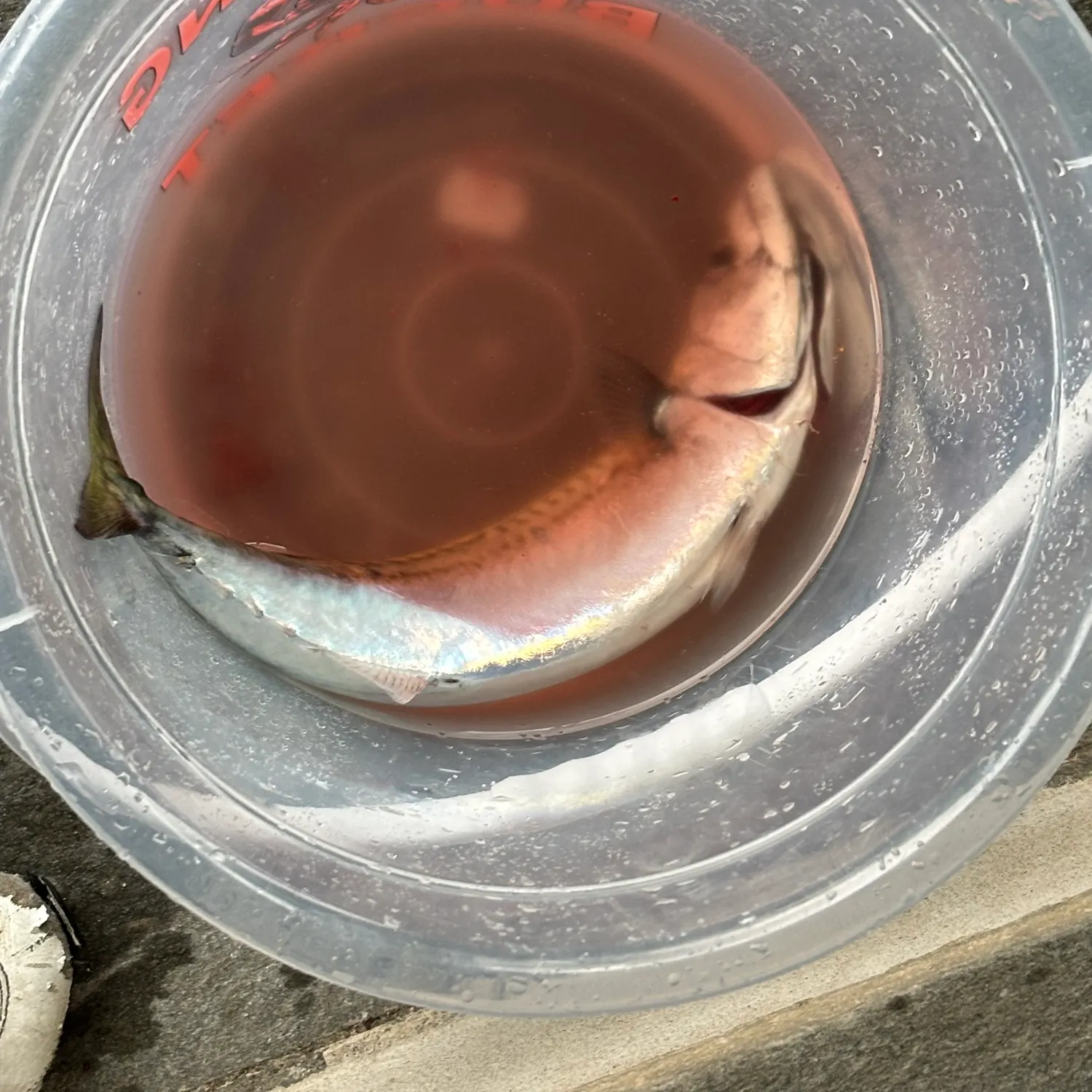 The most recent Atlantic horse mackerel catches on Fishbrain
