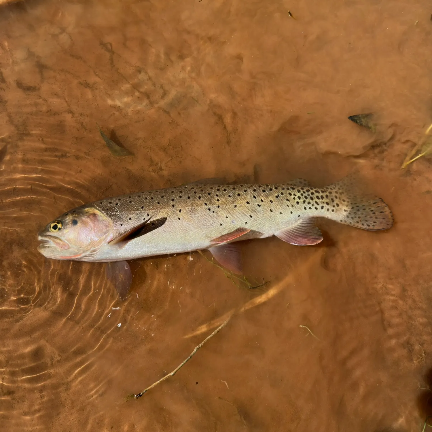 The most recent Bonneville cutthroat trout catches on Fishbrain