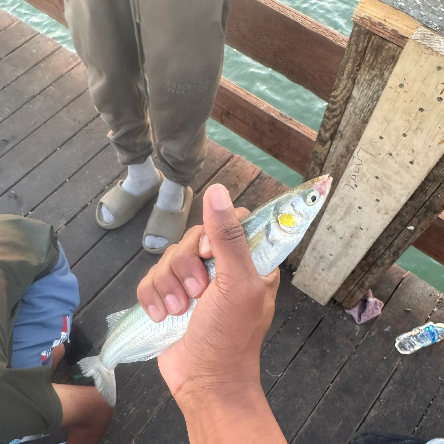 The most recent Surf smelt catches on Fishbrain