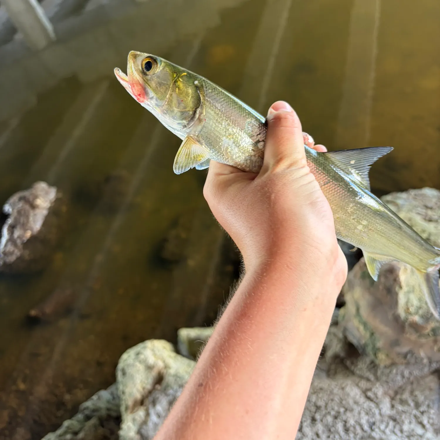 Ladyfish caught on Fishbrain