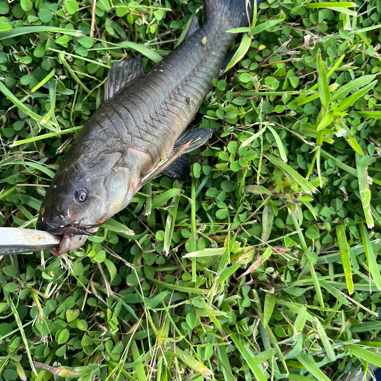 The most recent Brown Hoplo catches on Fishbrain