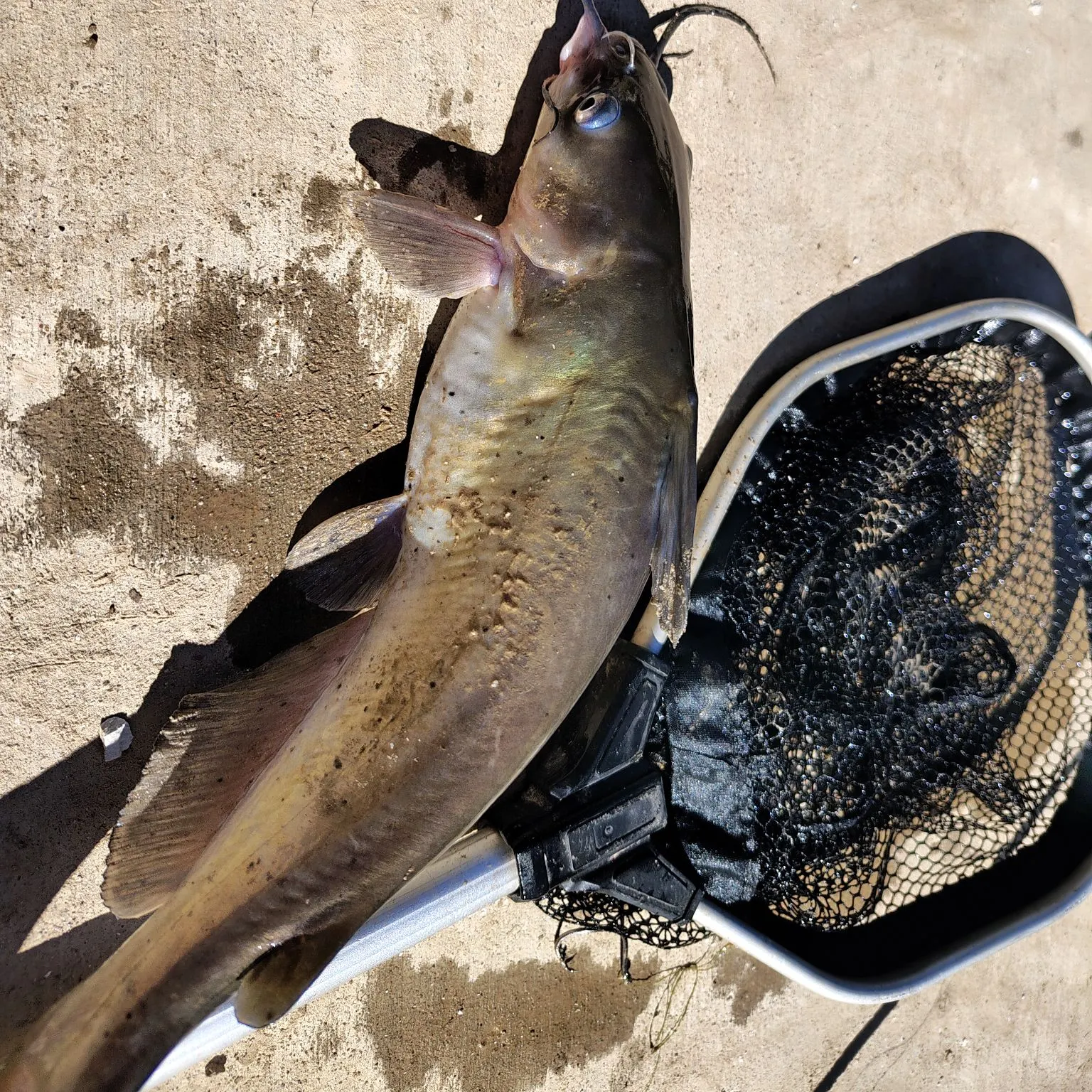 catch