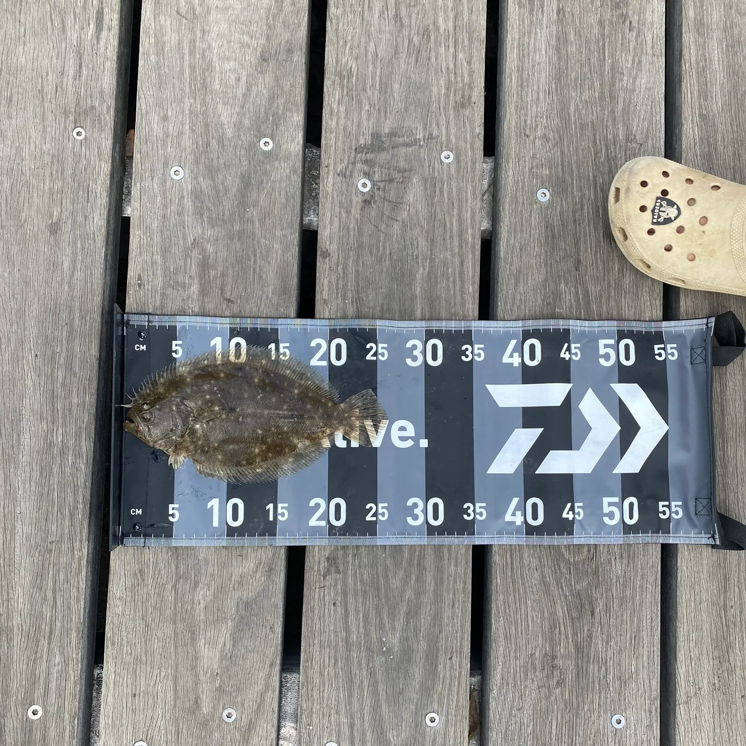 The most recent Stone Flounder catches on Fishbrain