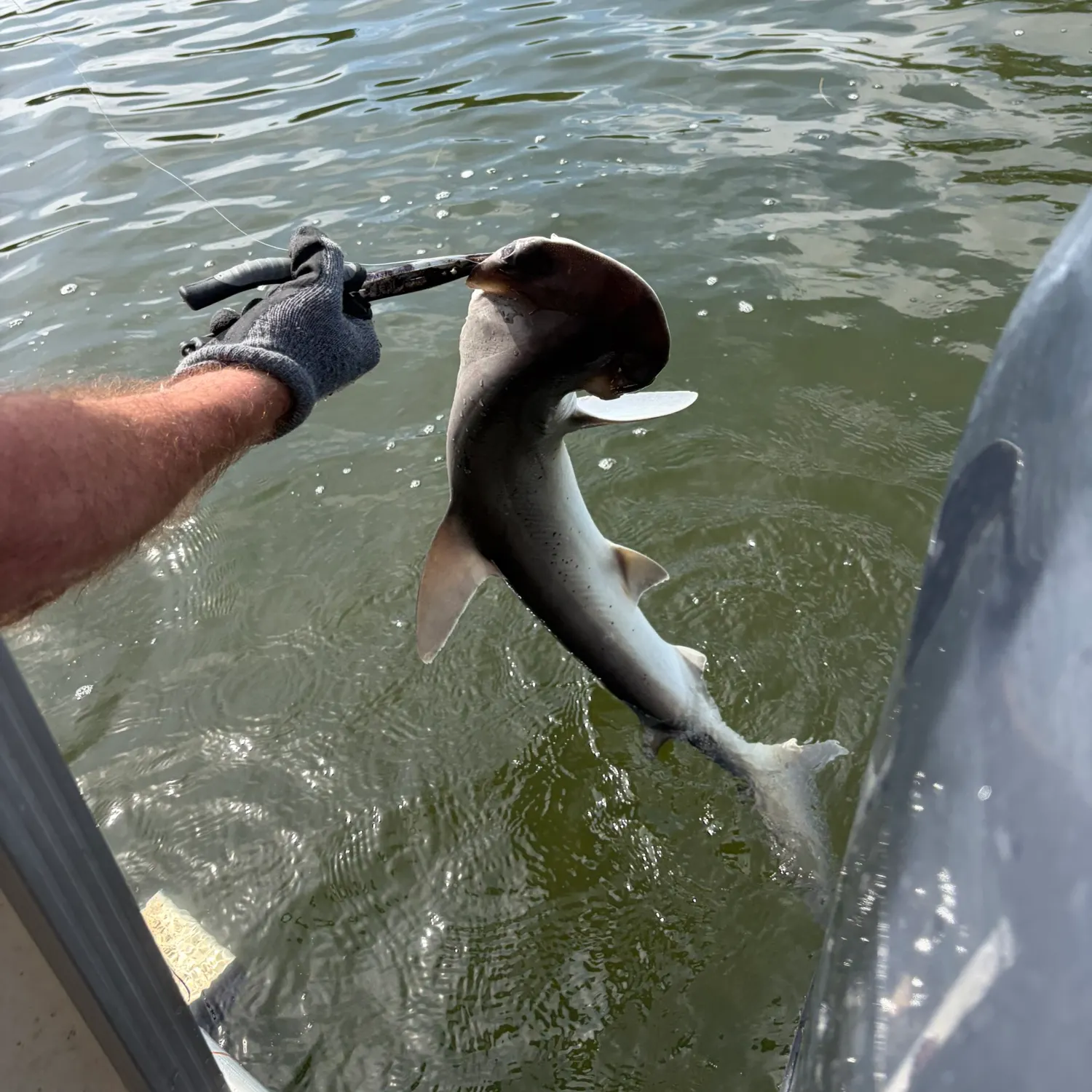 Bonnethead shark caught on Fishbrain