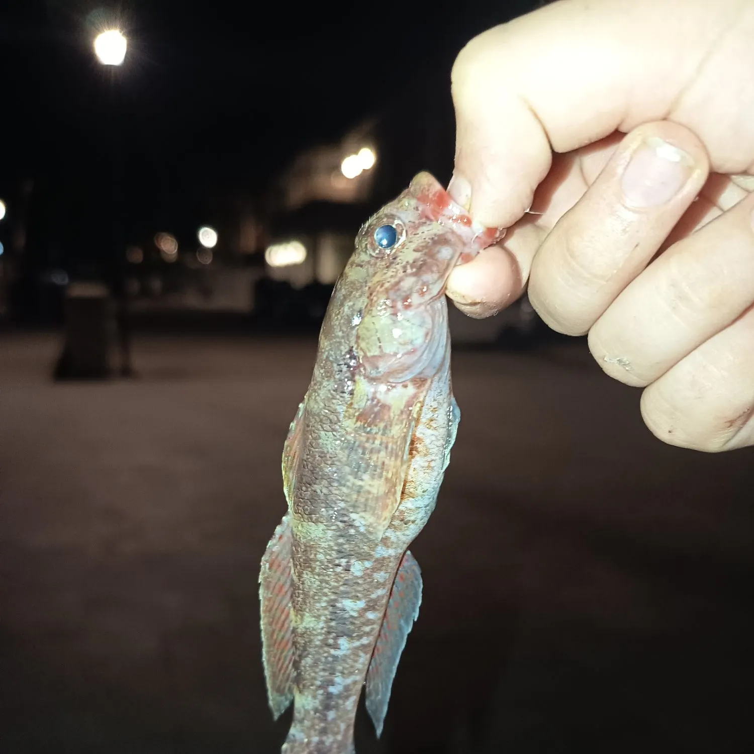 The most recent Rock goby catches on Fishbrain