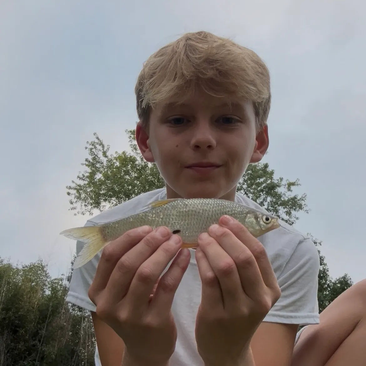 Golden shiner caught on Fishbrain