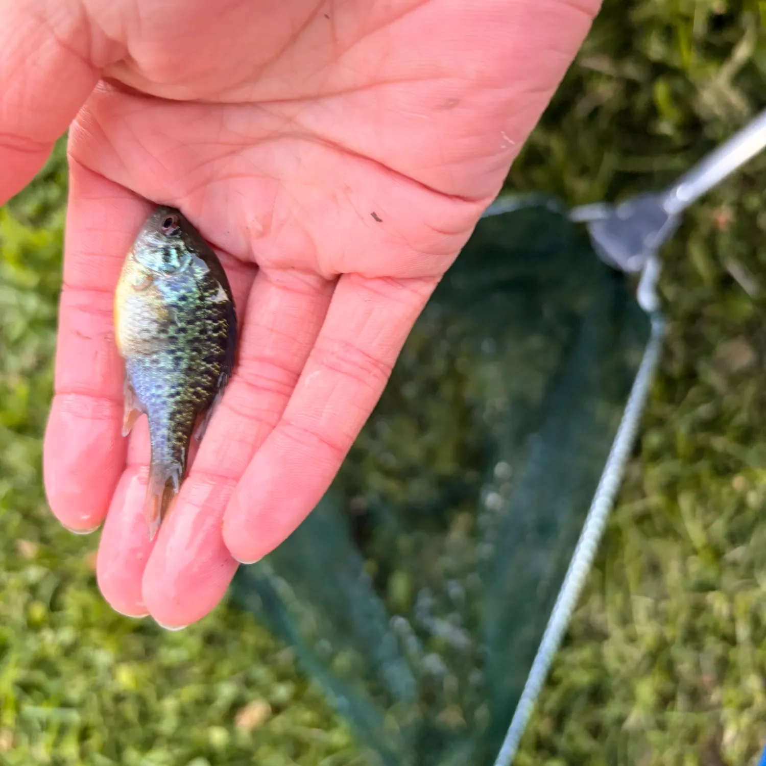 The most recent Pumpkingill hybrid catches on Fishbrain