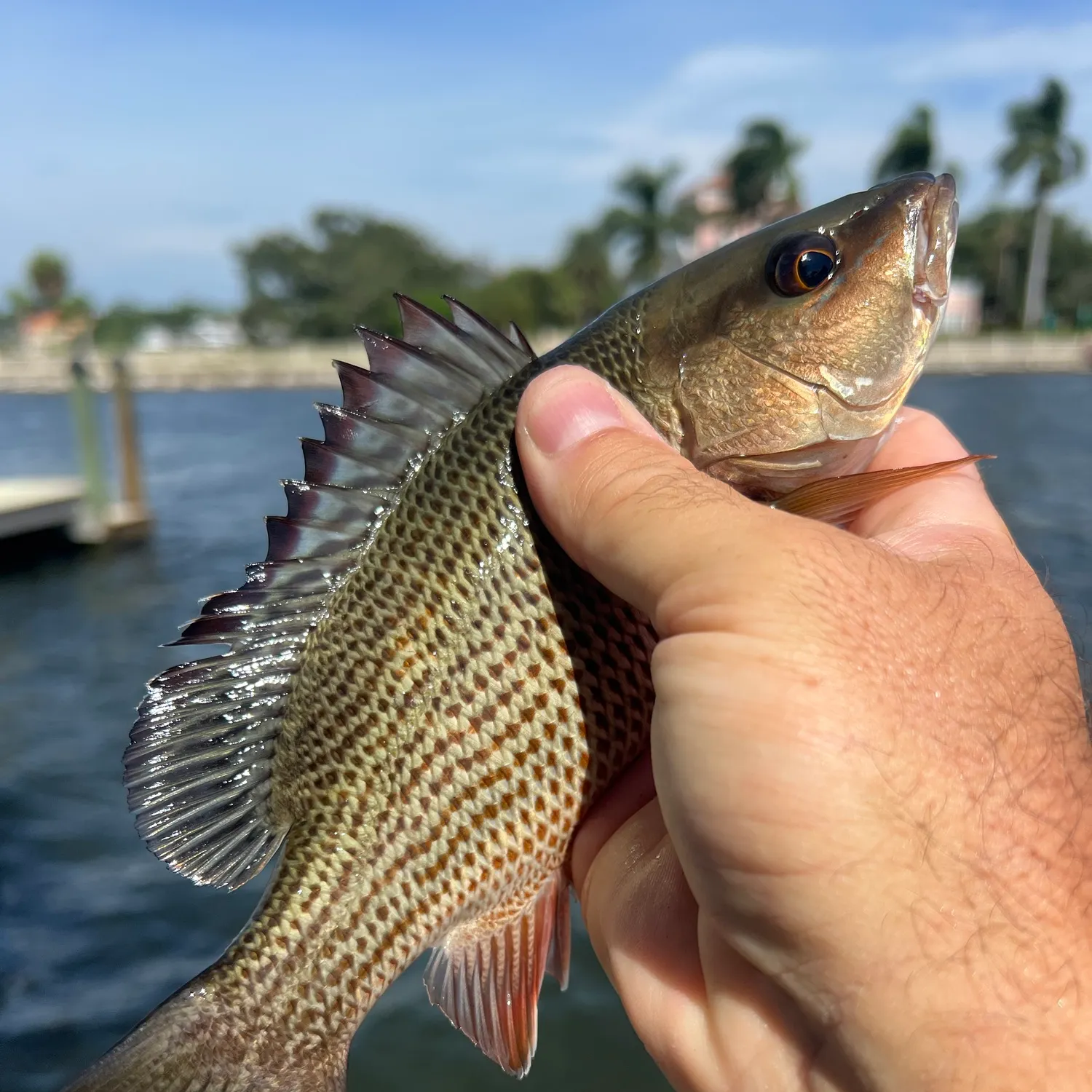 Mangrove snapper caught on Fishbrain