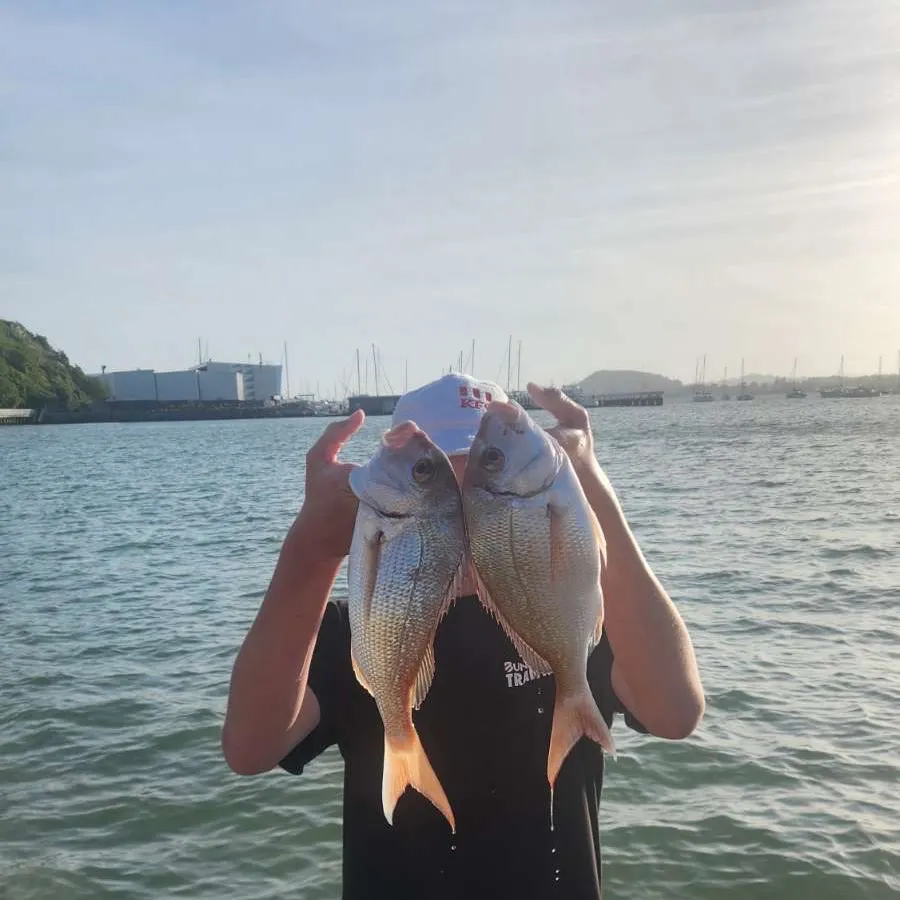 The most recent Australasian snapper catches on Fishbrain