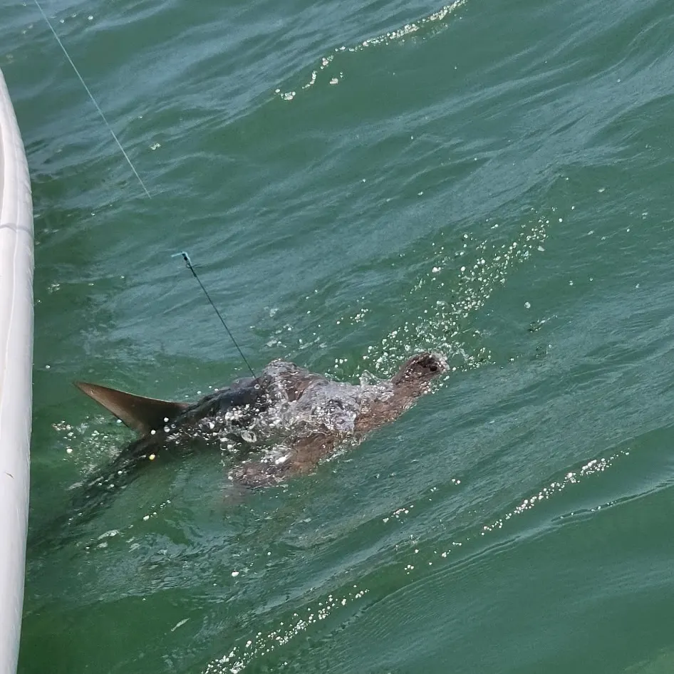 The most recent Smooth hammerhead shark catches on Fishbrain