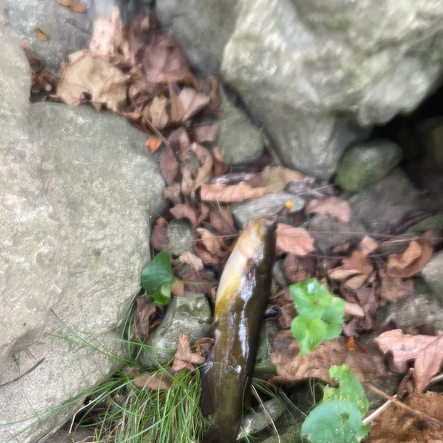 Yellow bullhead caught on Fishbrain
