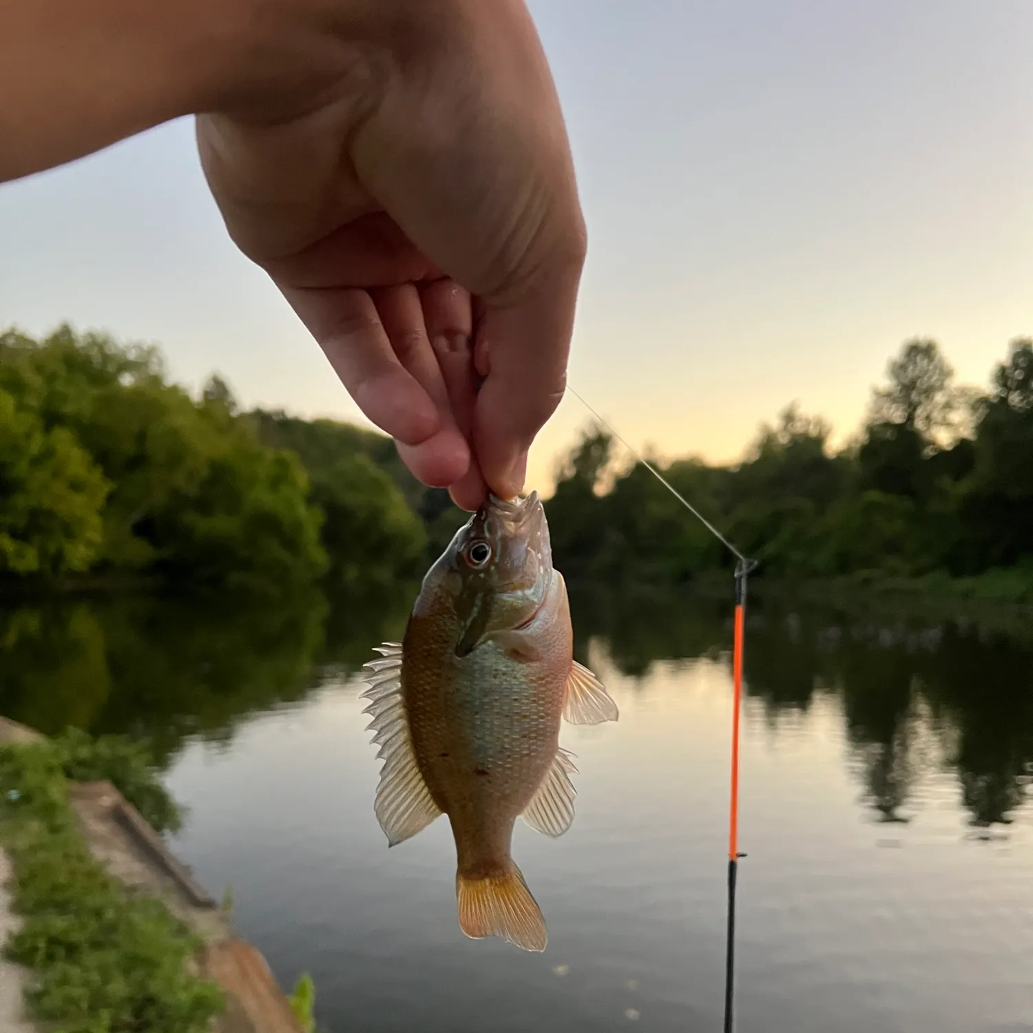 Redbreast sunfish caught on Fishbrain