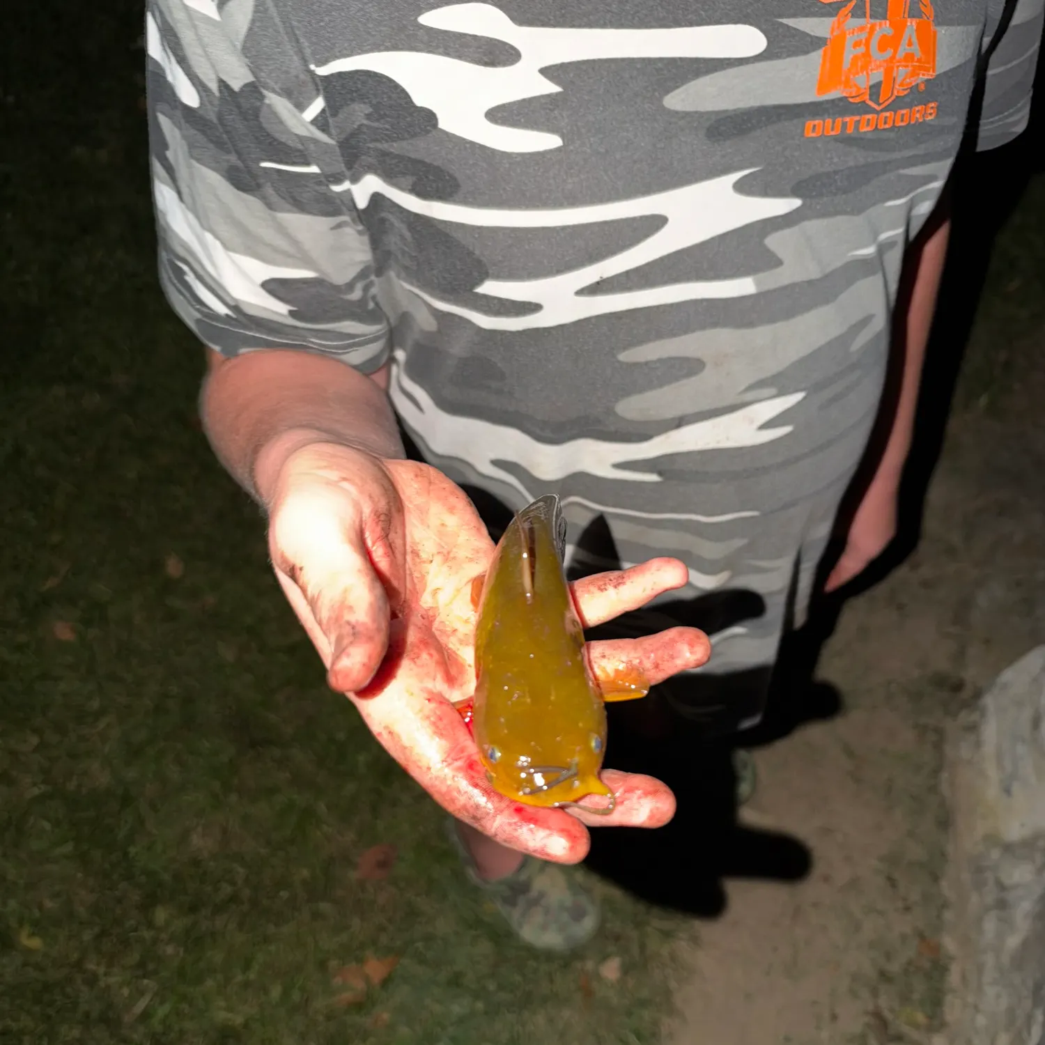 Yellow bullhead caught on Fishbrain