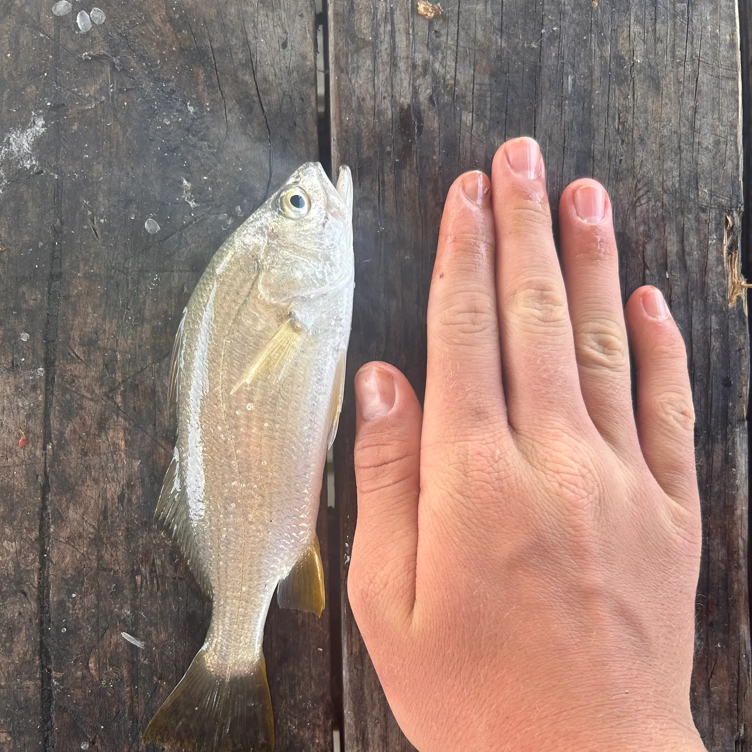 The most recent Silver perch catches on Fishbrain