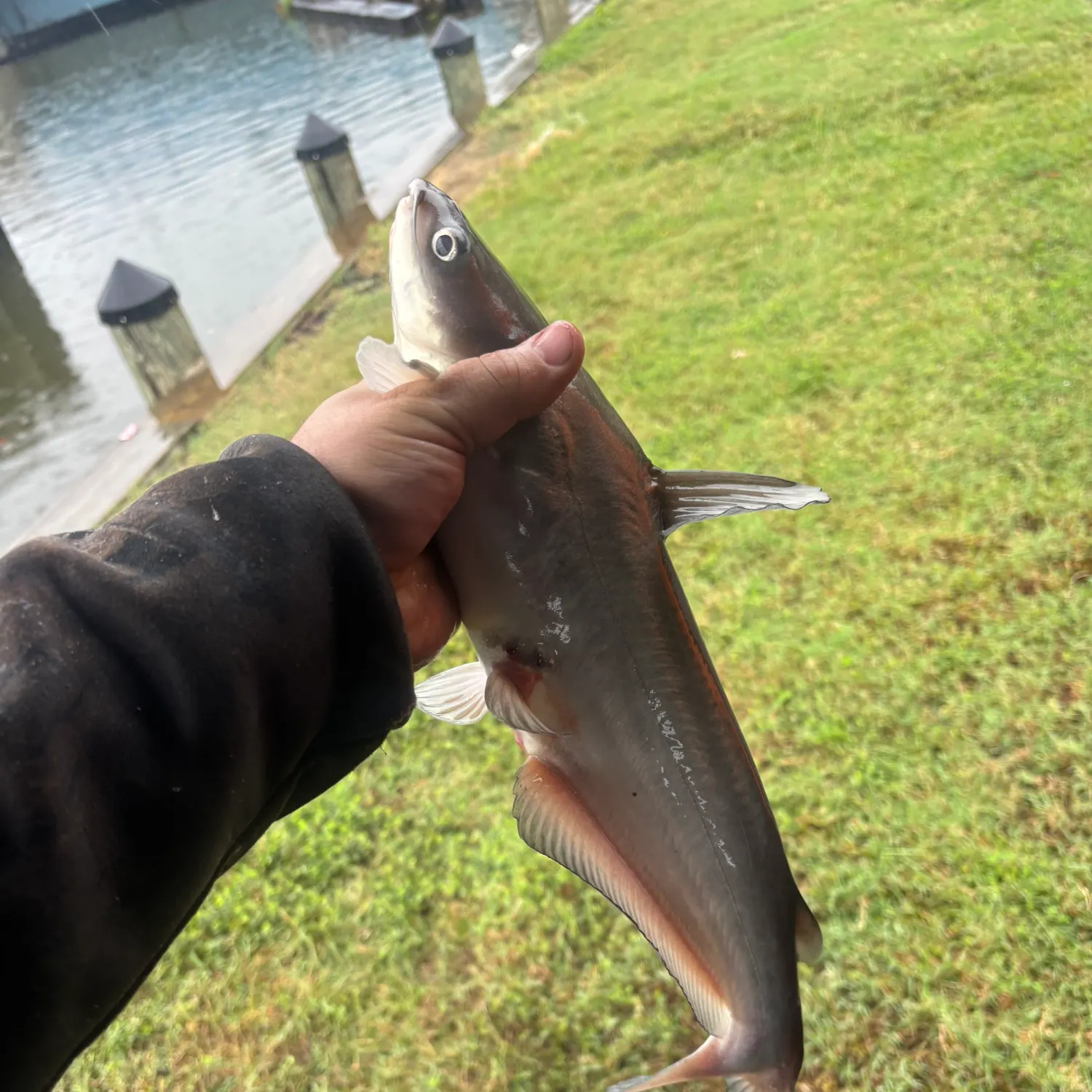 Channel catfish caught on Fishbrain
