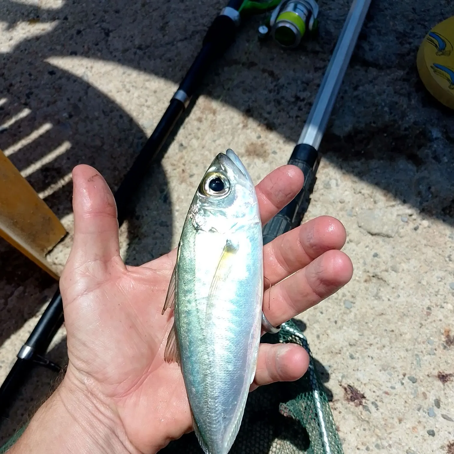 The most recent Bigeye scad catches on Fishbrain