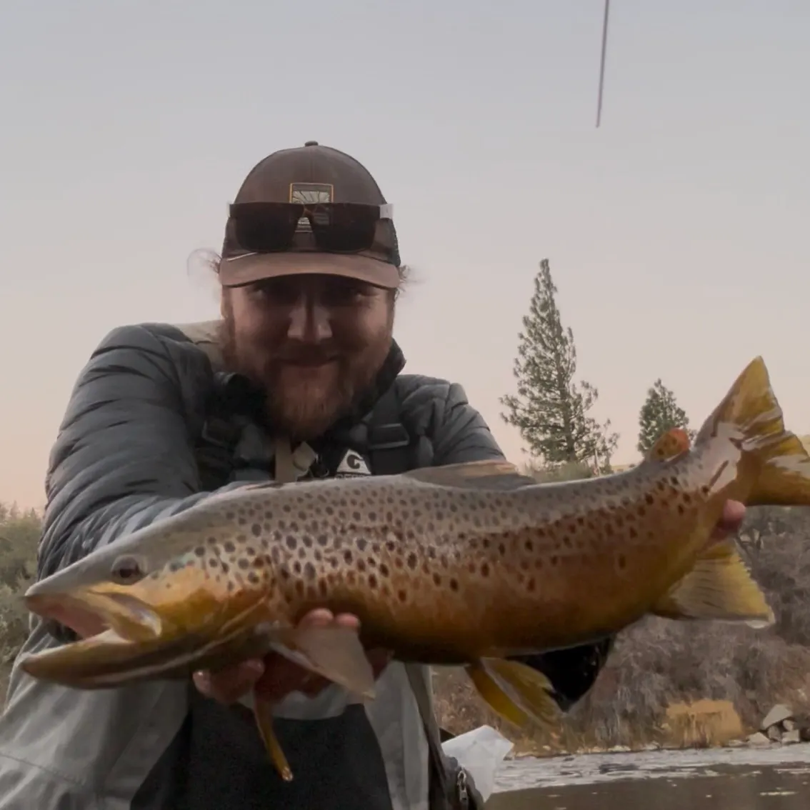 The most recent Brown trout catches on Fishbrain