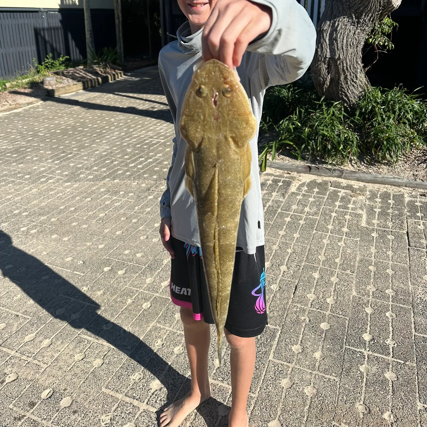 The most recent Bar-tailed flathead catches on Fishbrain